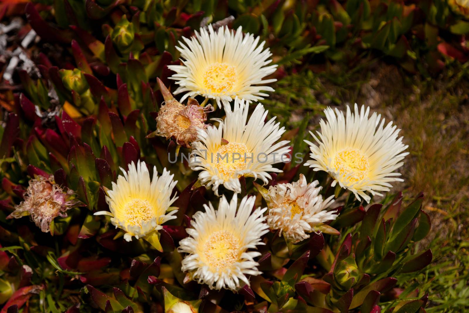 Ice plant by melastmohican