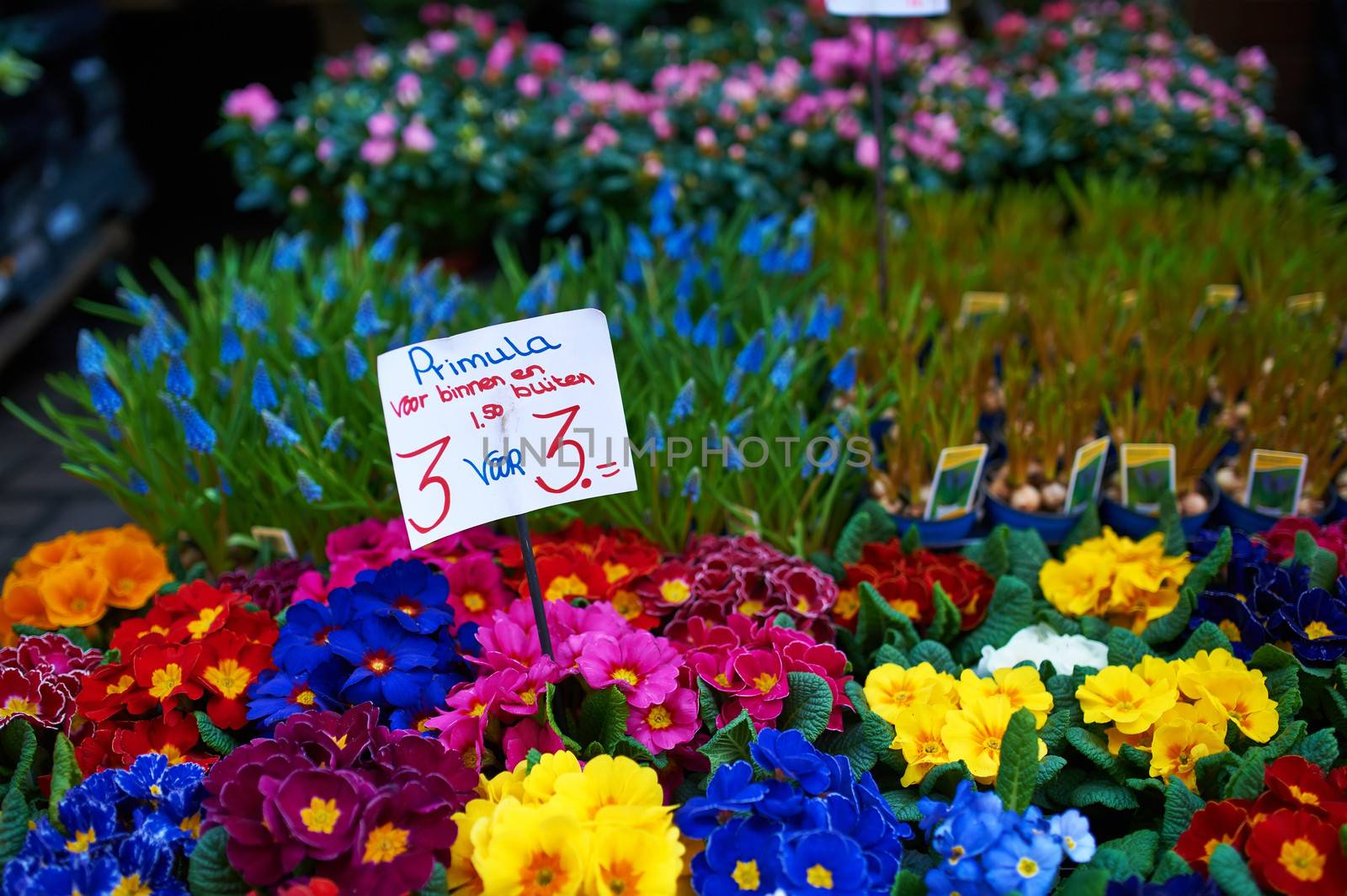 Amsterdam flower market close up details