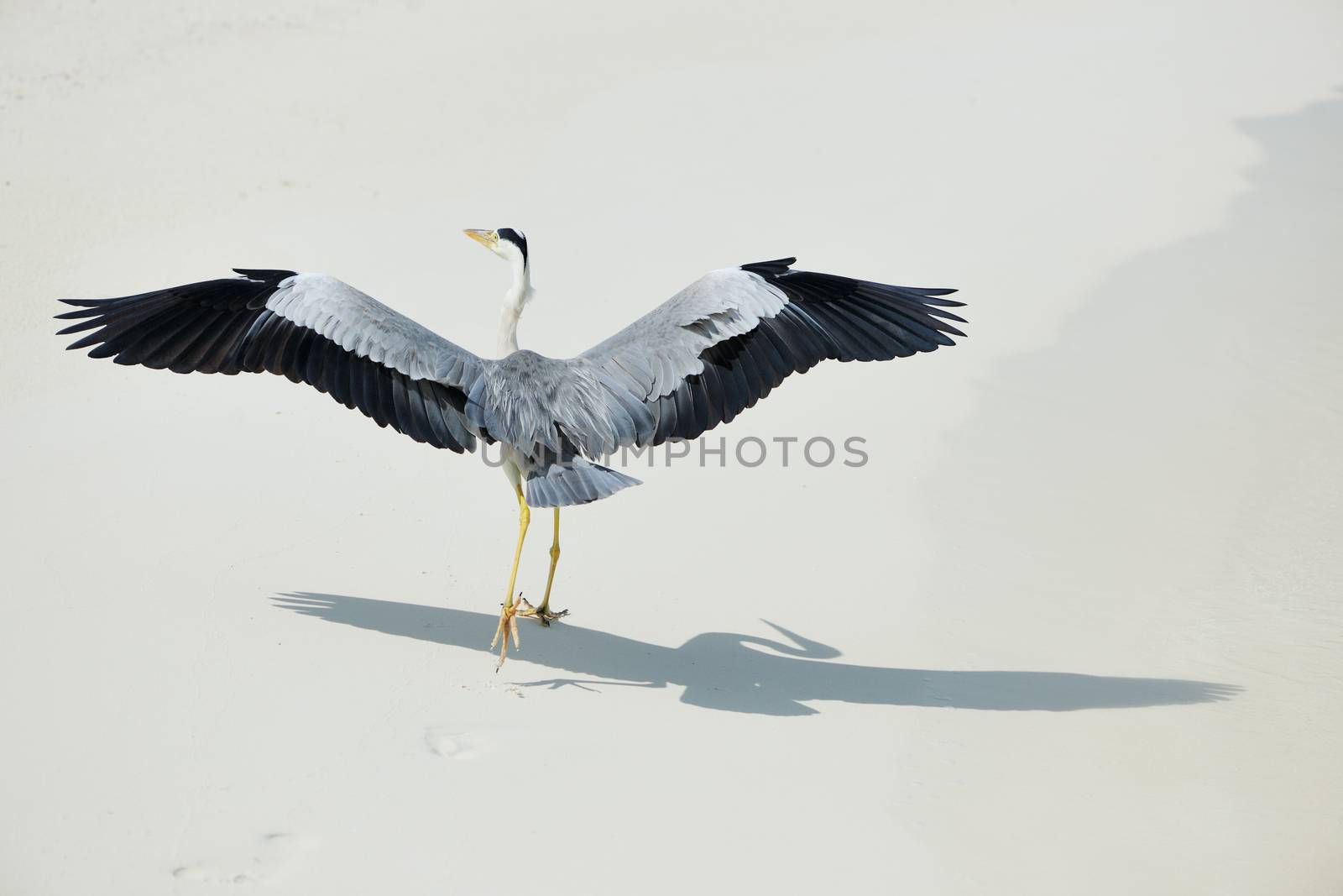 Heron at the beach on Maldivian island
