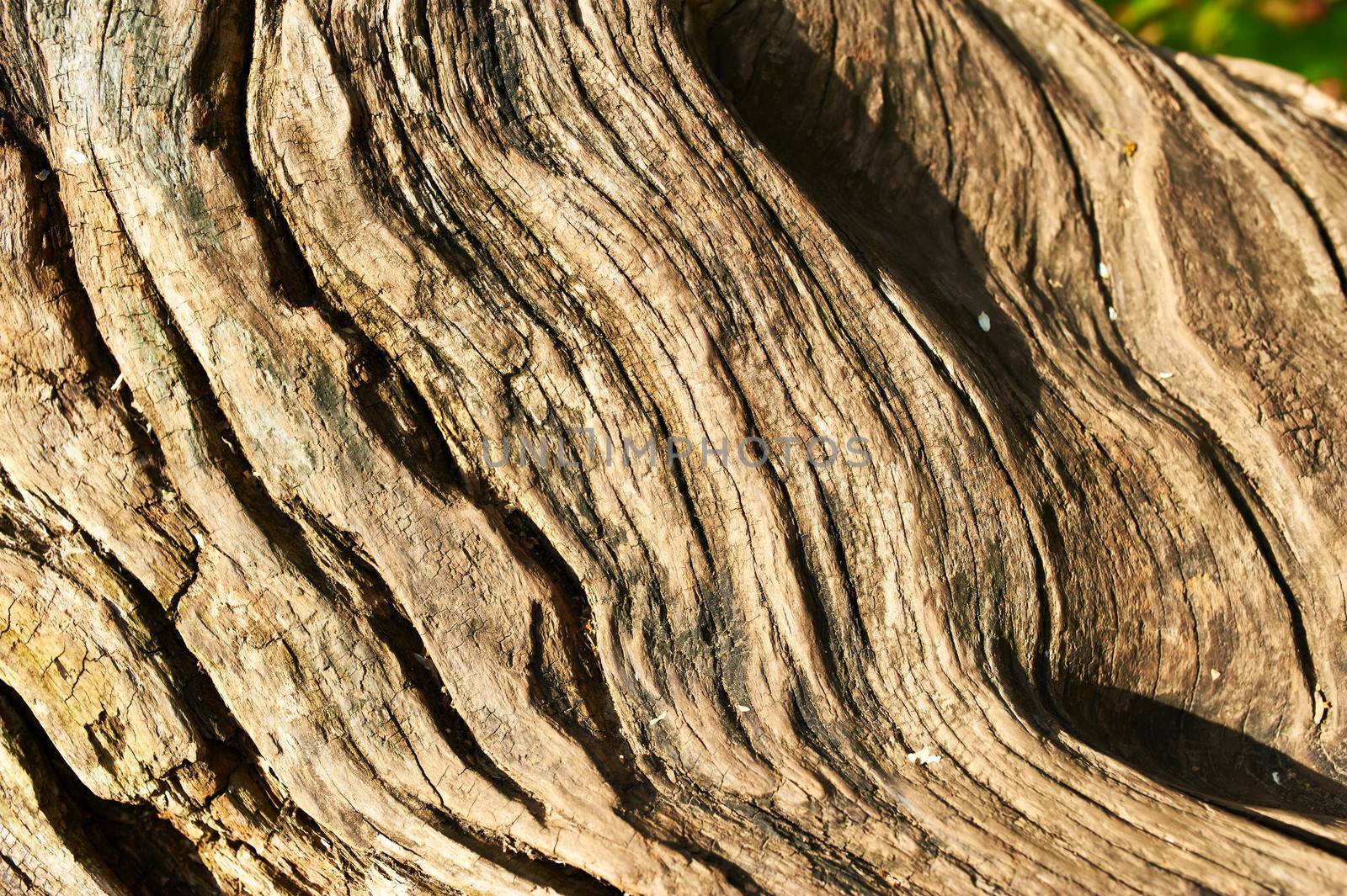 Old tree background close up