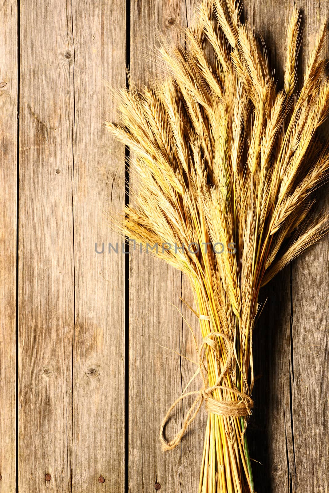 Rye spikelets on wooden background by haveseen