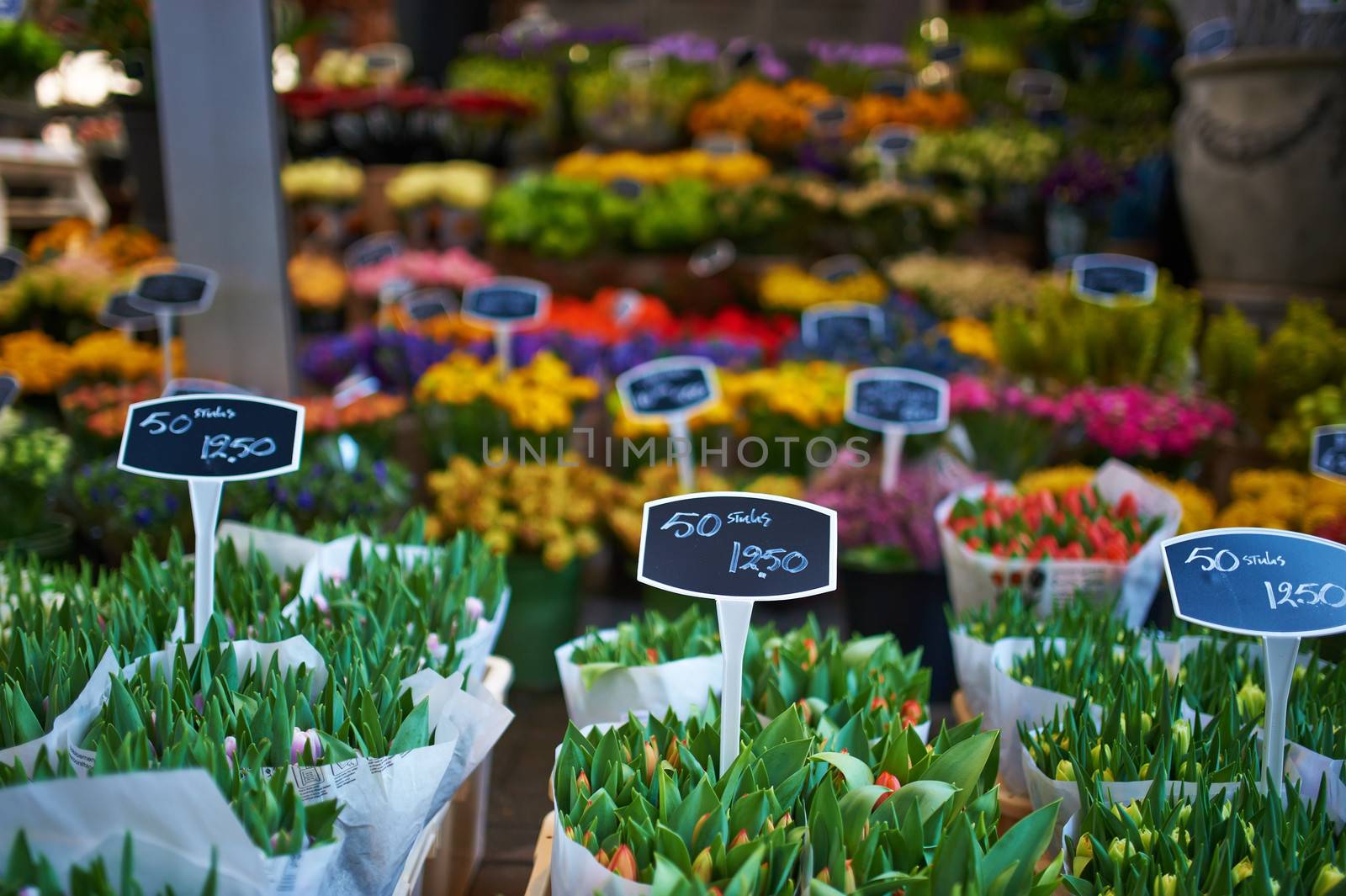 Amsterdam flower market close up details