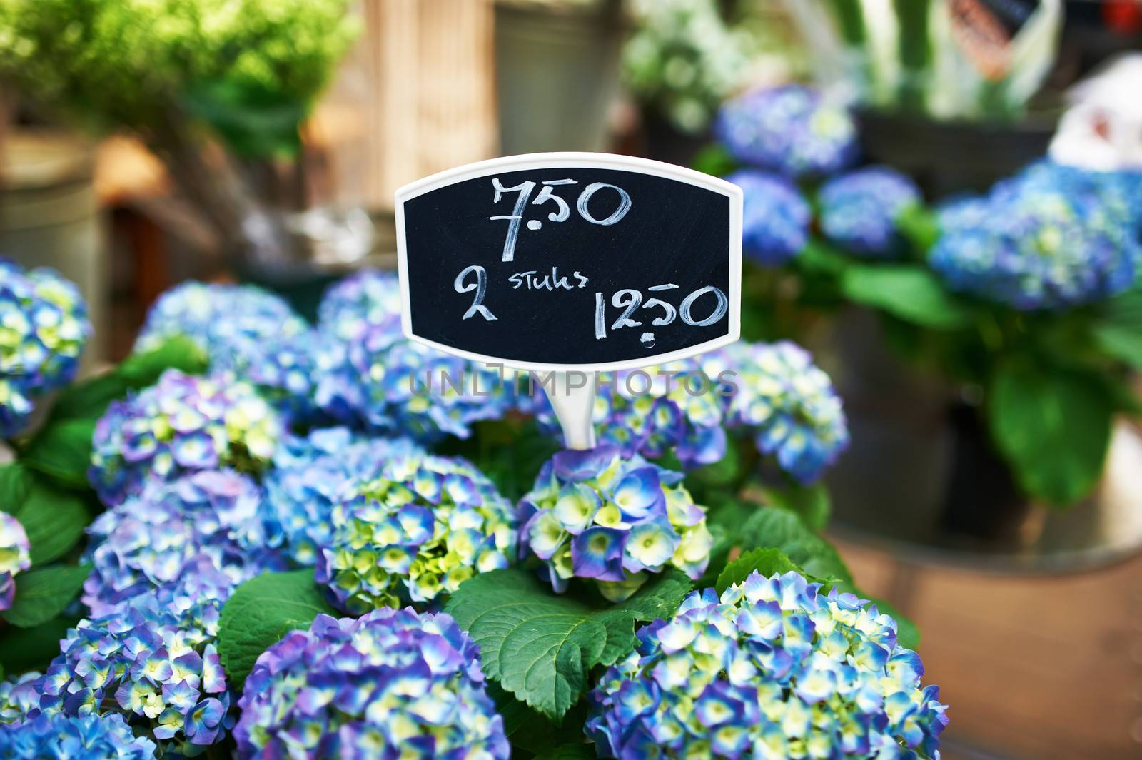 Amsterdam flower market close up details