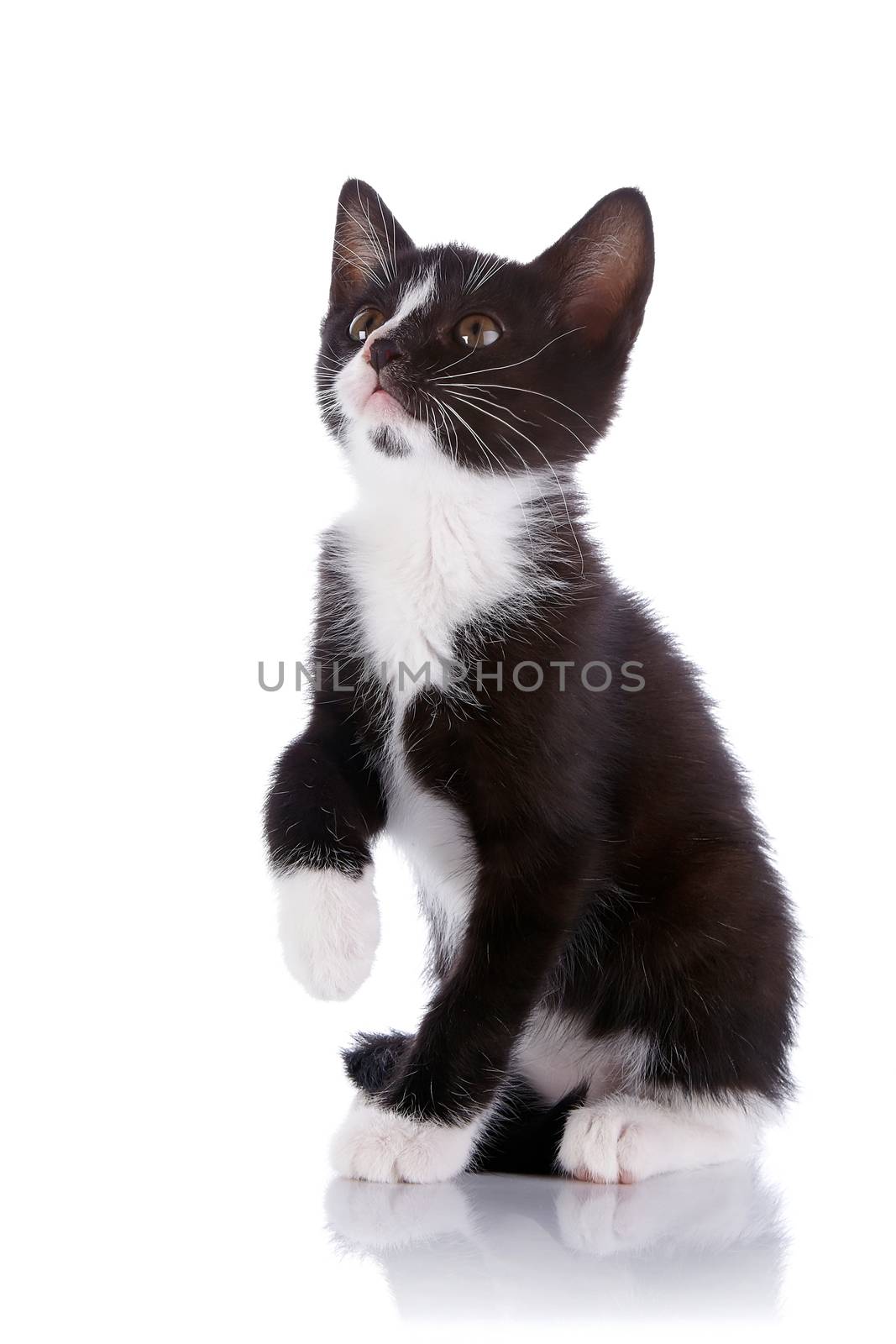 Black and white kitten sits on a white background. by Azaliya
