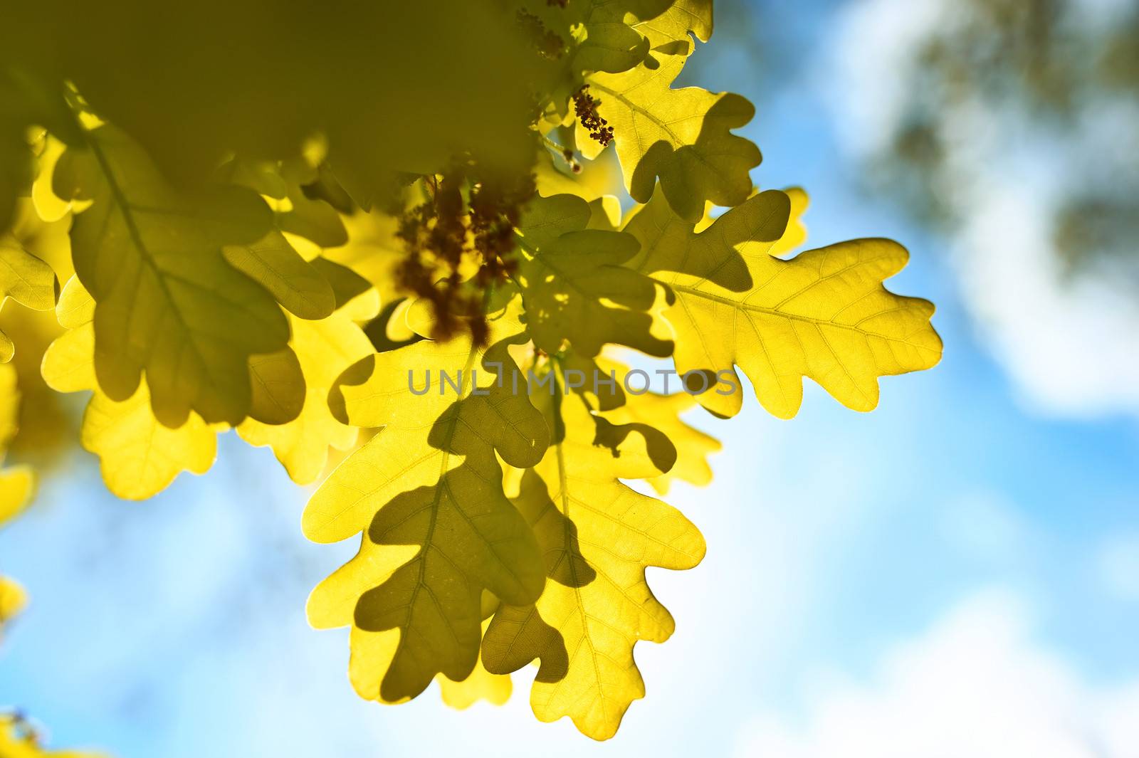 Autumn oak leaves in sunlight