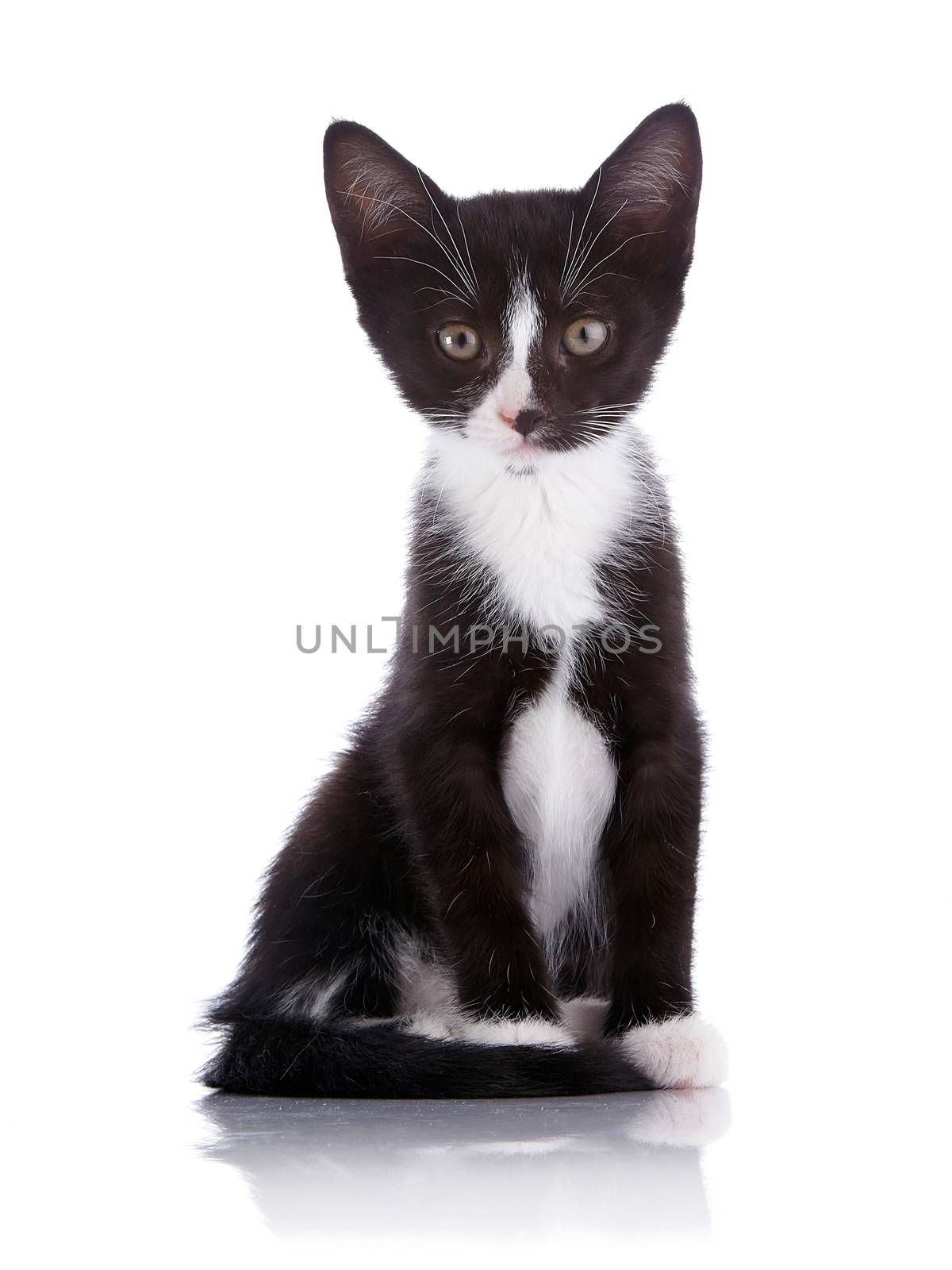 Black and white small kitten sits on a white background. by Azaliya