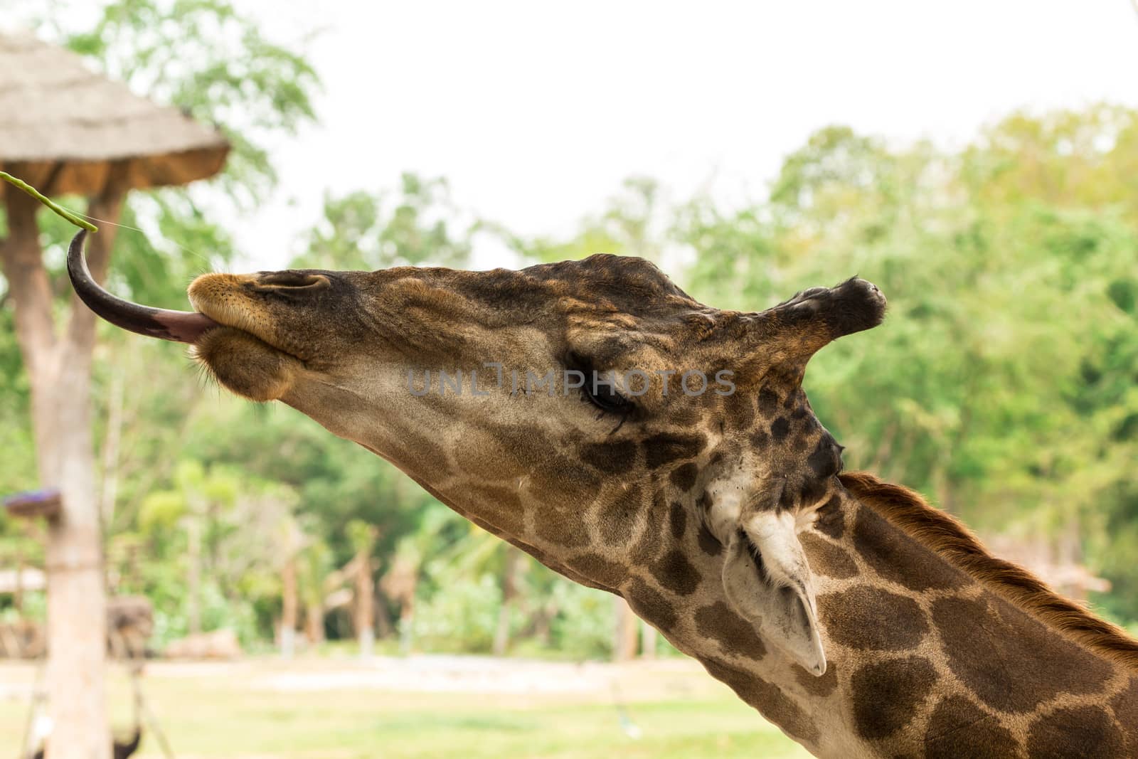 Giraffe eating of yard long bean from traveler