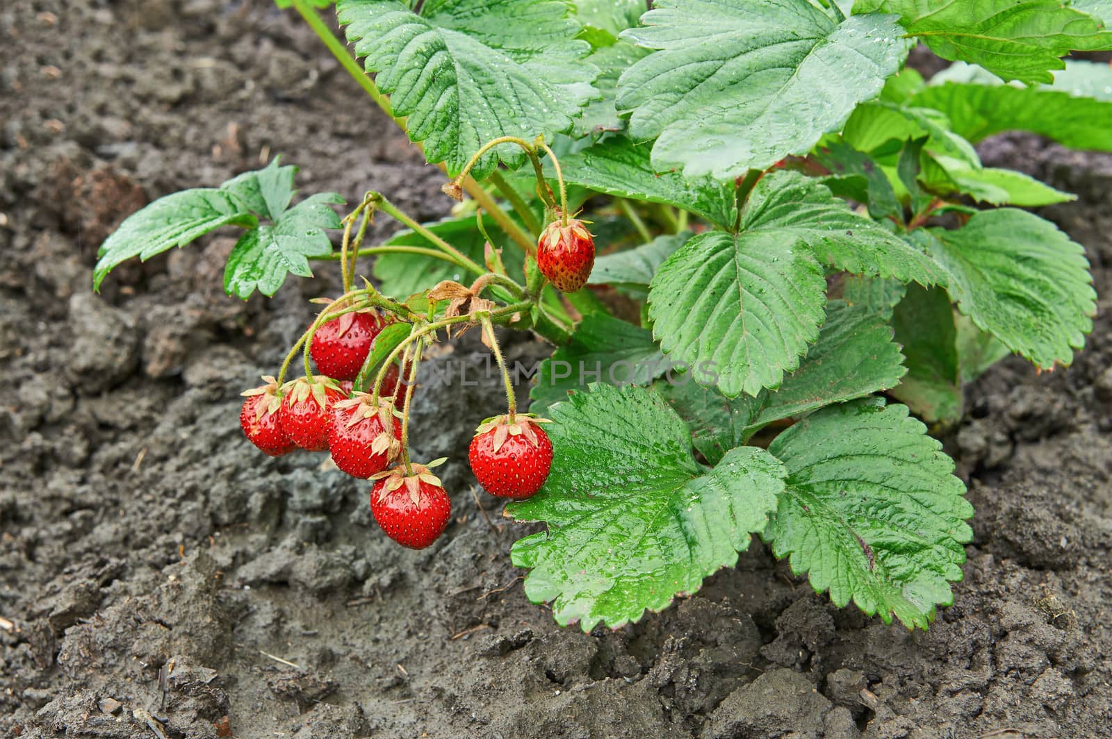 Bush of ripe strawberry growing in a garden. Closeup