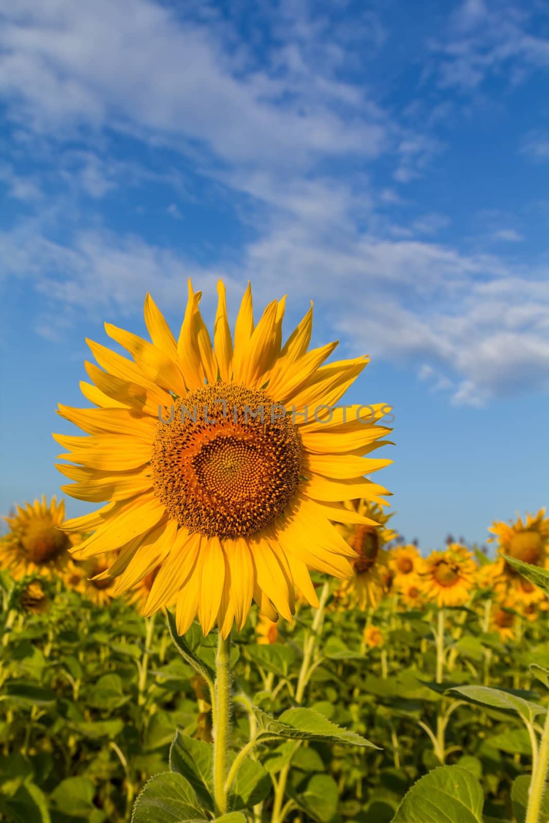 Blooming sunflower in the blue sky background