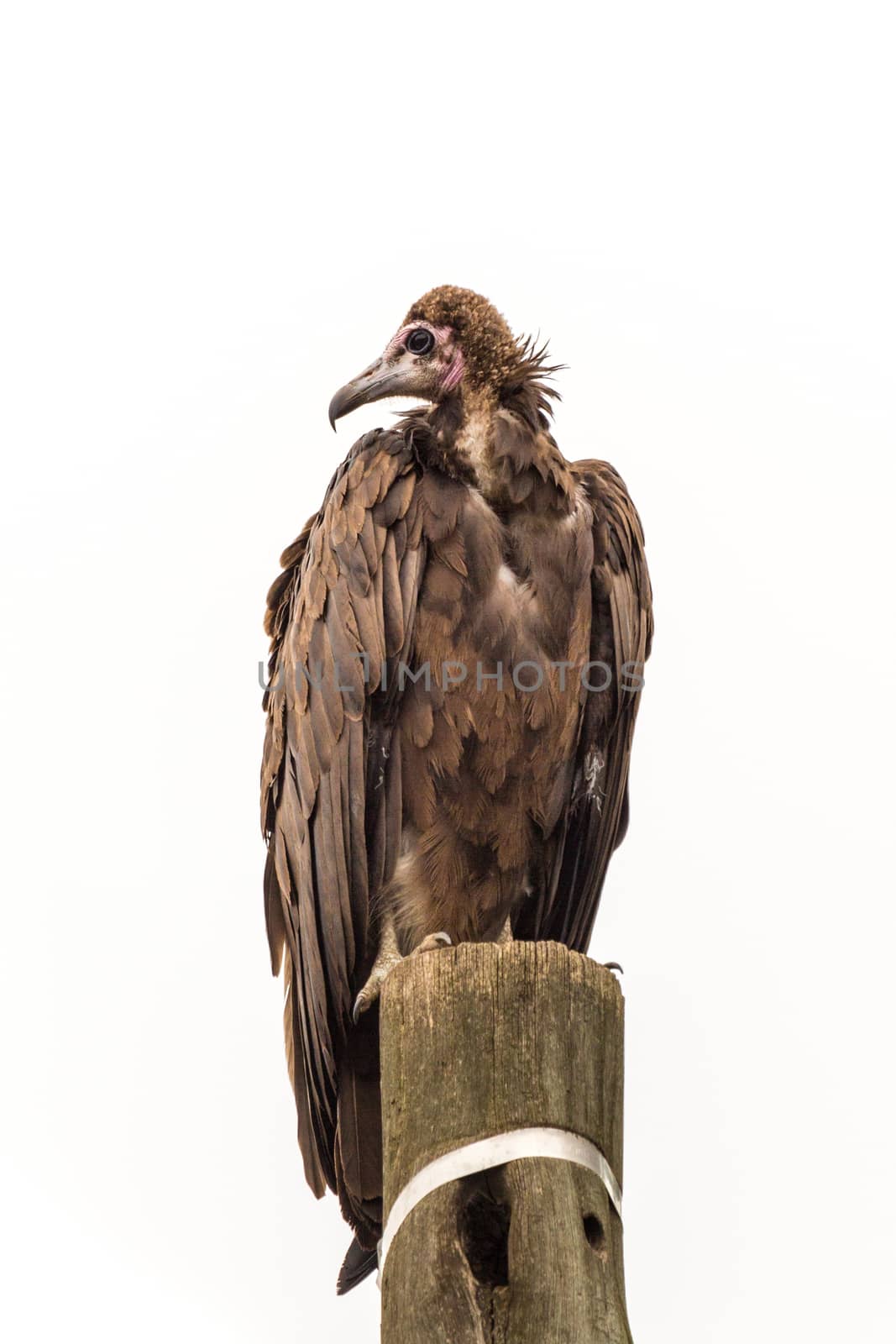 A large vulture standing on a wooden telephone pole with its head up
