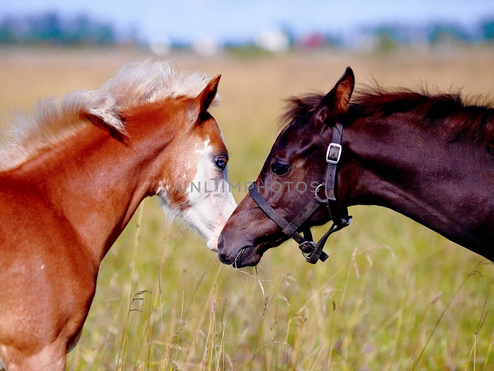 Two foals on a meadow. The horses is grazed. Horses on a pasture. 