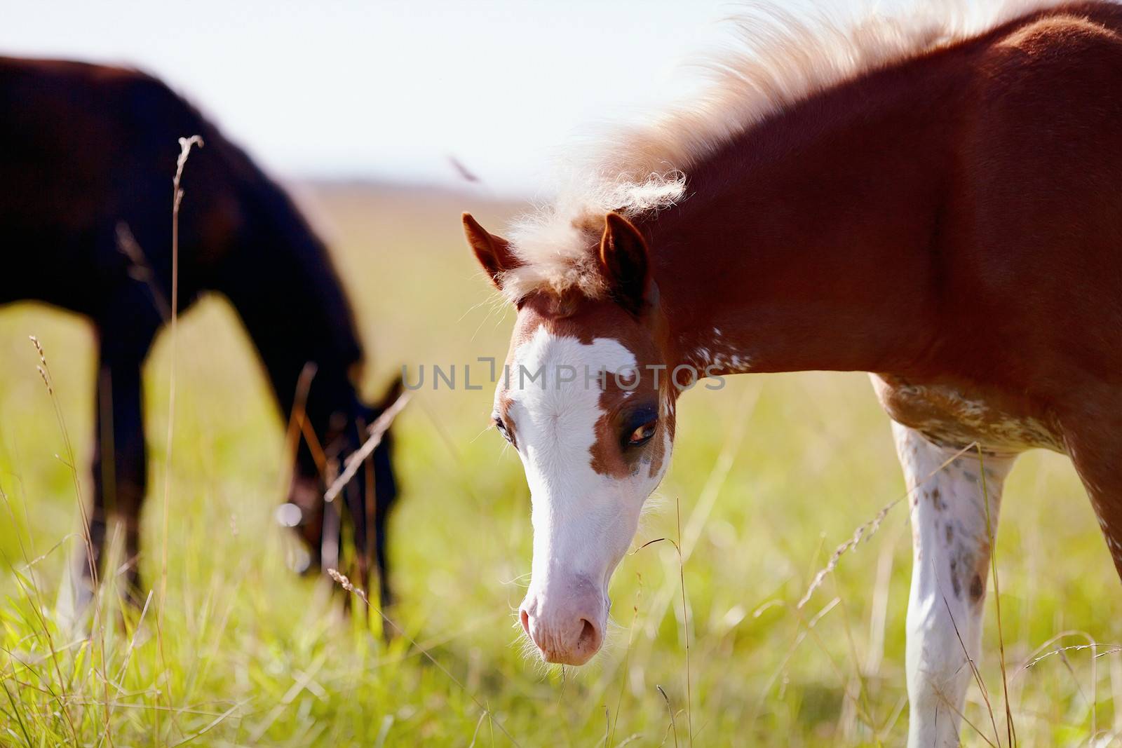 Foal on a meadow. The horse is grazed. Horse on a pasture. 