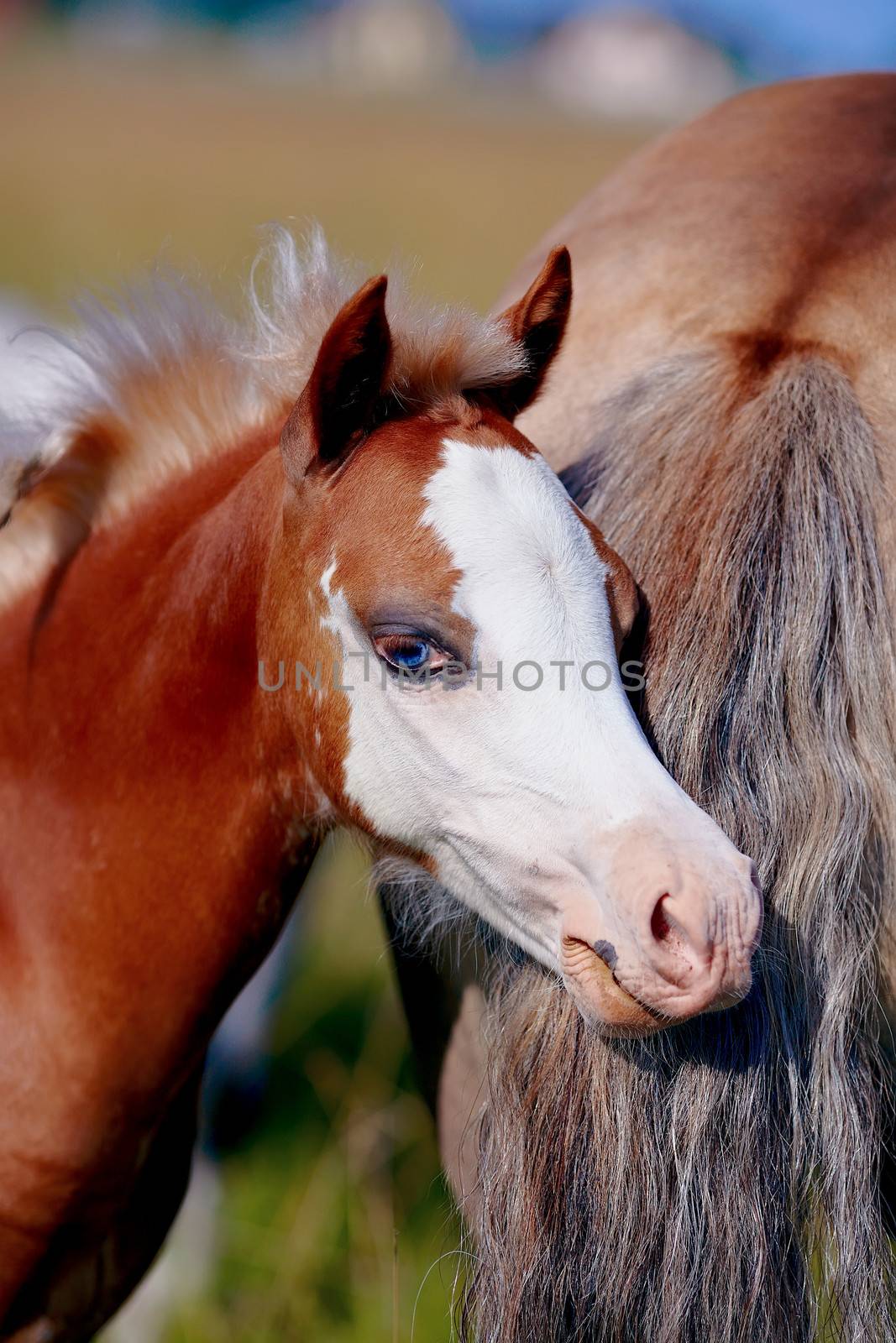Foal on a meadow. The horse is grazed. Horse on a pasture. 