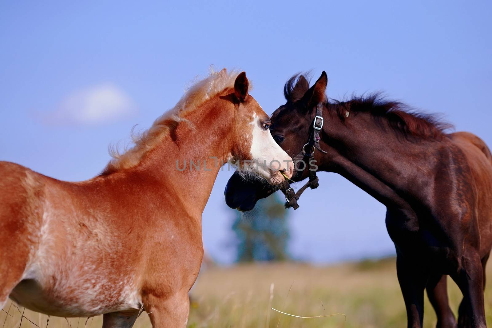 Two foals on a meadow. The horses is grazed. Horses on a pasture. 