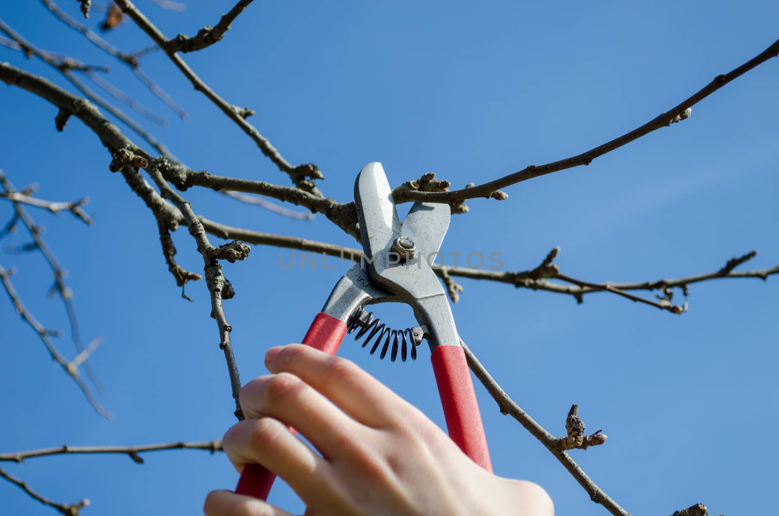 woman hand cut trim prune fruit tree branch with clippers scissor in spring garden on background of blue sky.