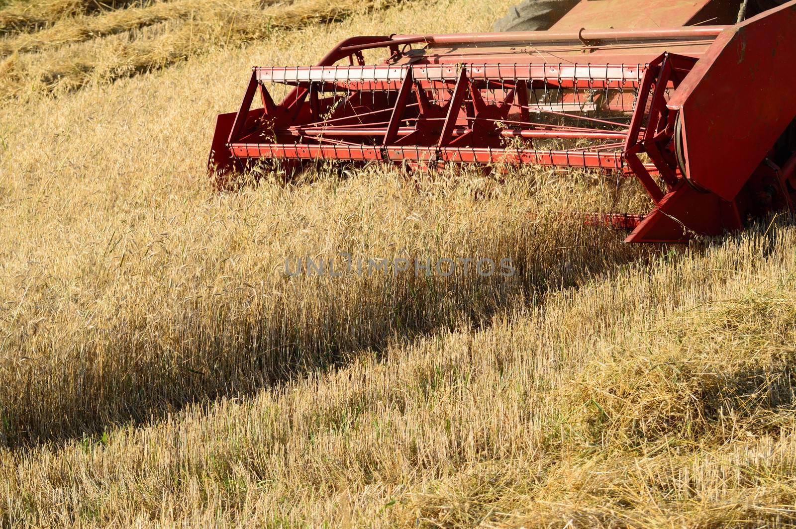 Red combine harvester working a wheat field 