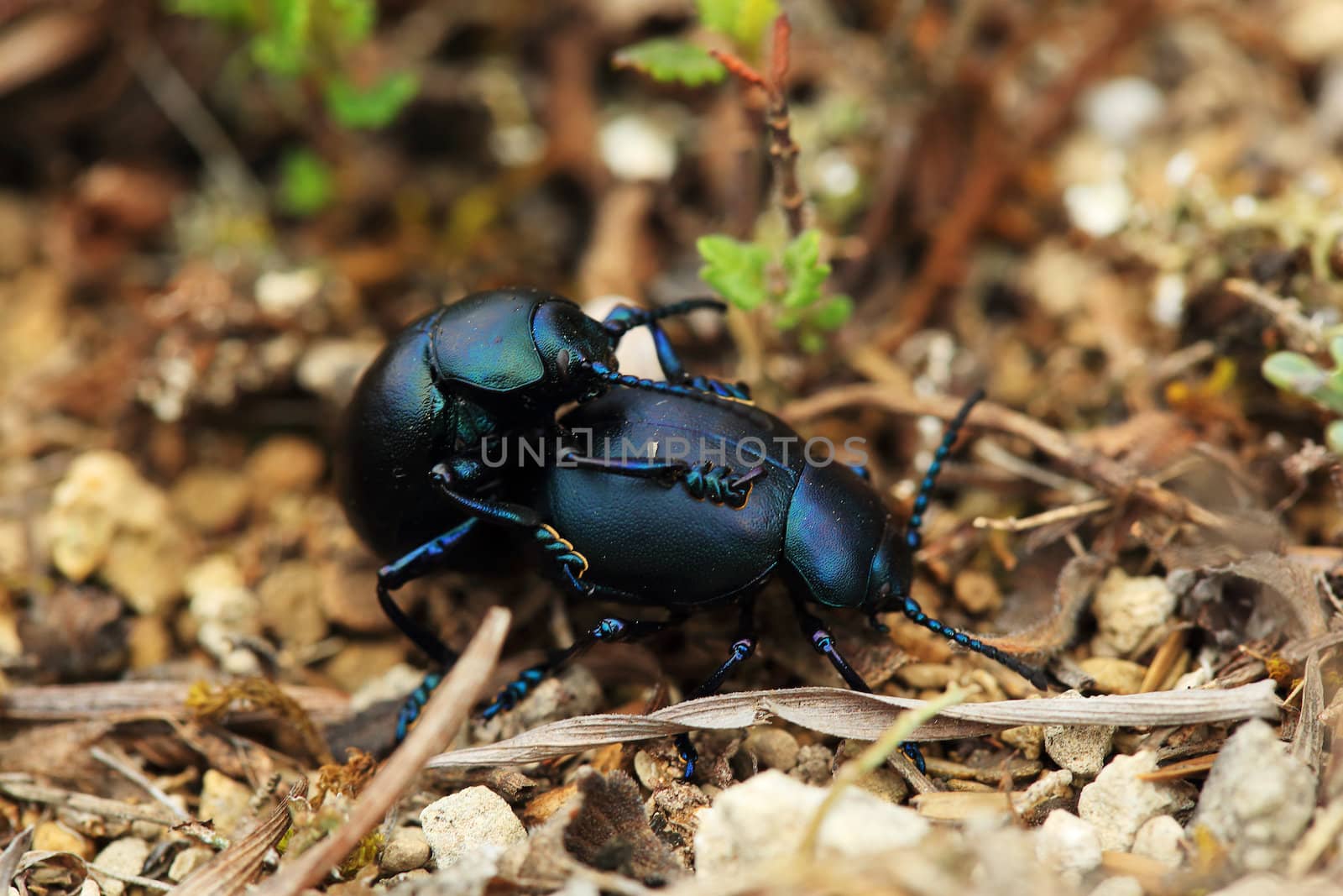 Dor-beetles. Mating beetles. Geotrupidae (Geotrupes stercorarius)