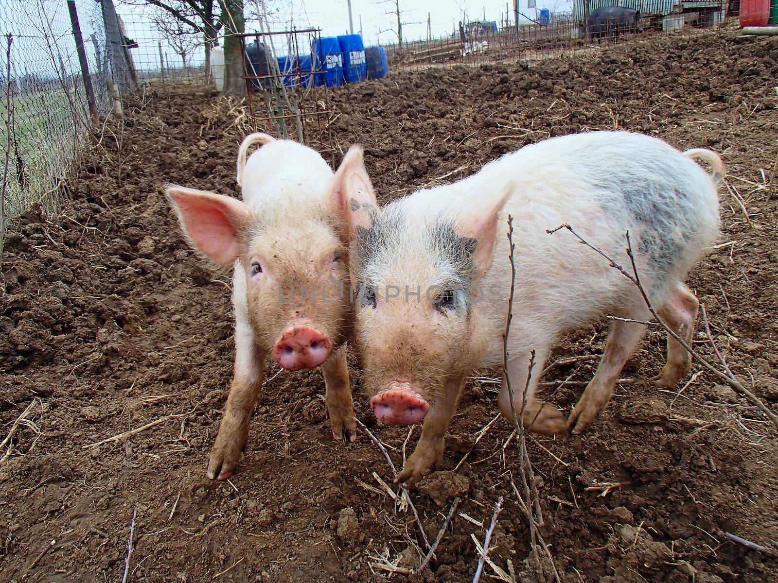 Two cute piggies posing