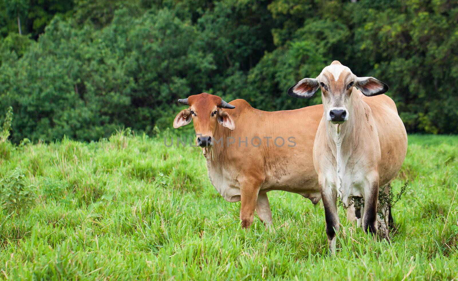 Portrait of cattle in a green pasture in Queensland, Australia.