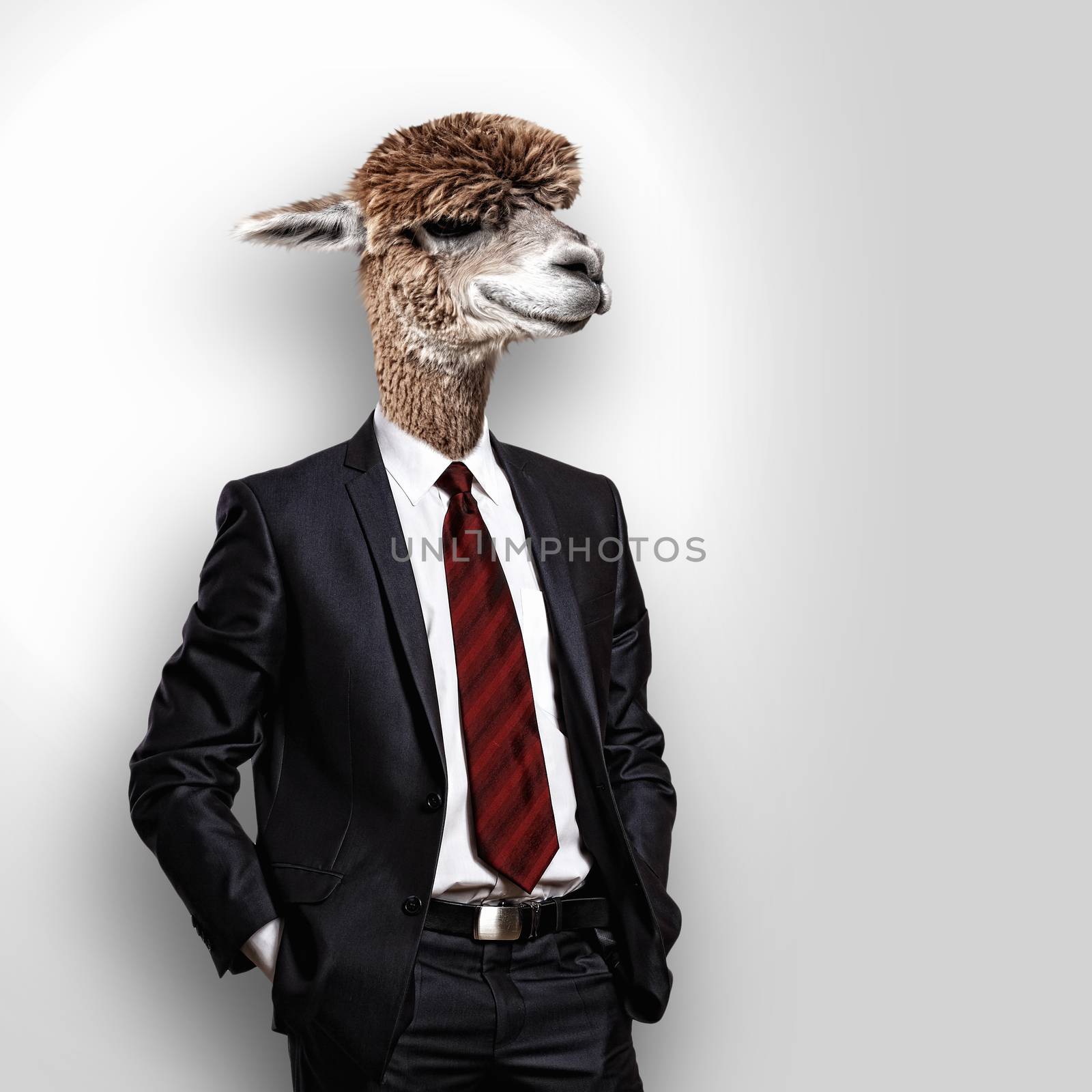 Portrait of a funny camel in a business suit by sergey_nivens