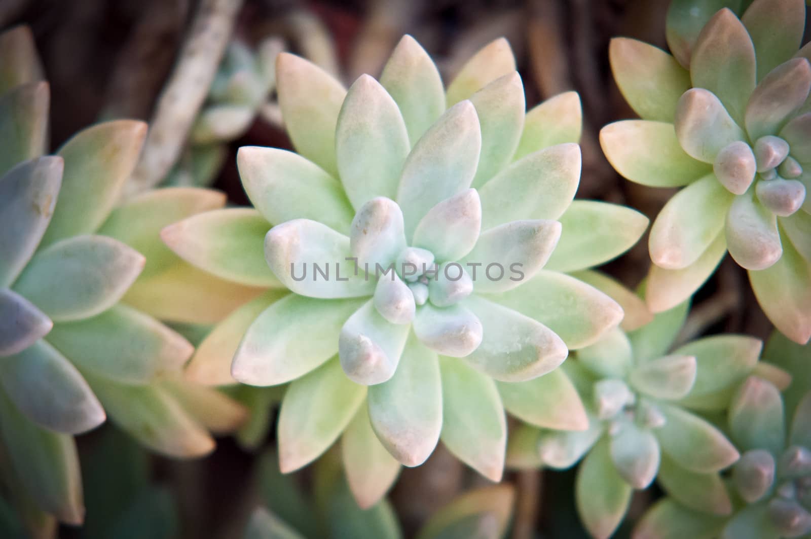 Closeup of a Succulent plant showing colors .