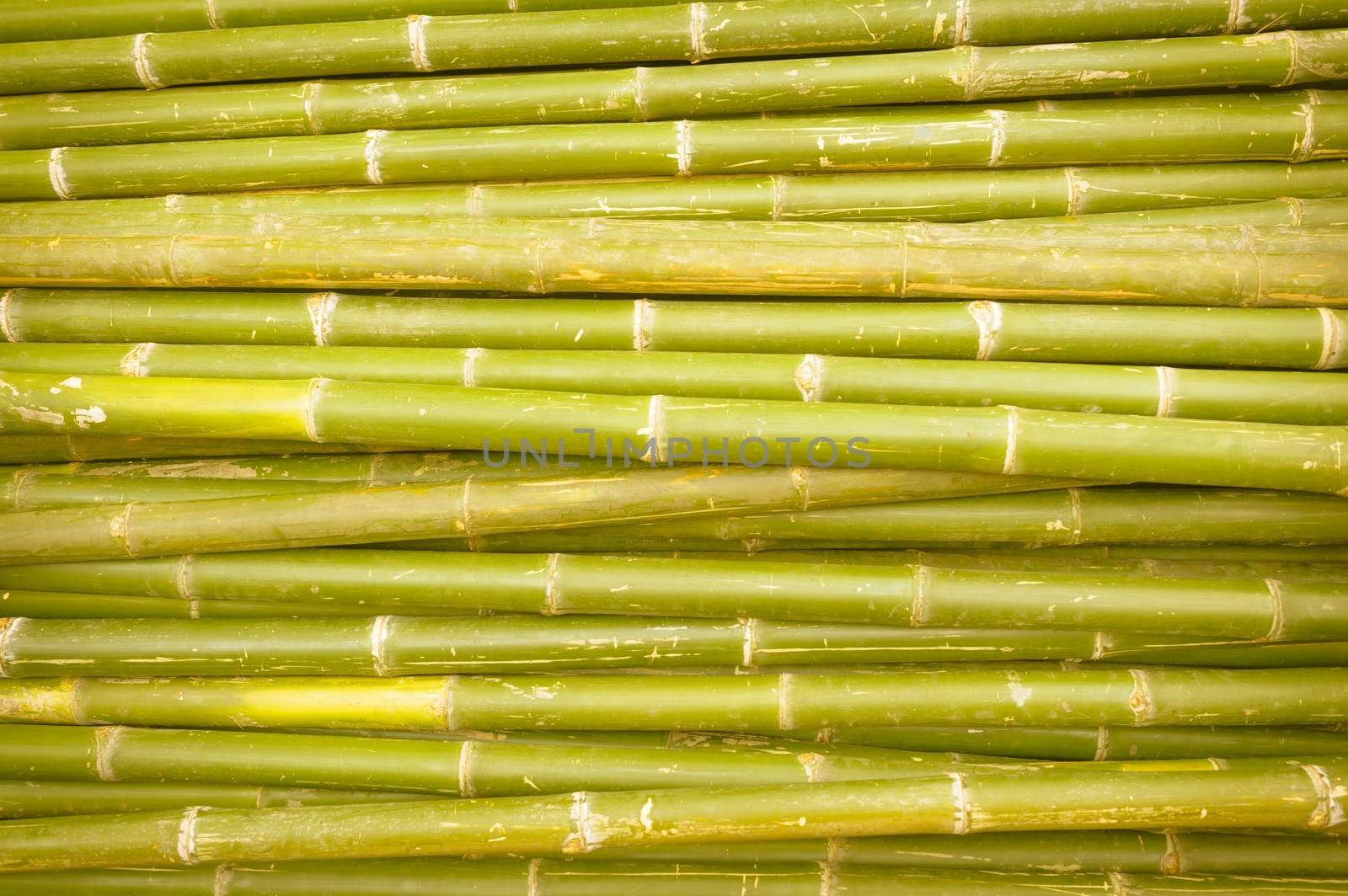 Nature bamboo background. by ngungfoto