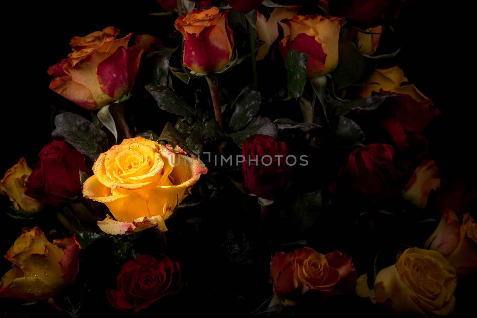 Yellow rose by derejeb