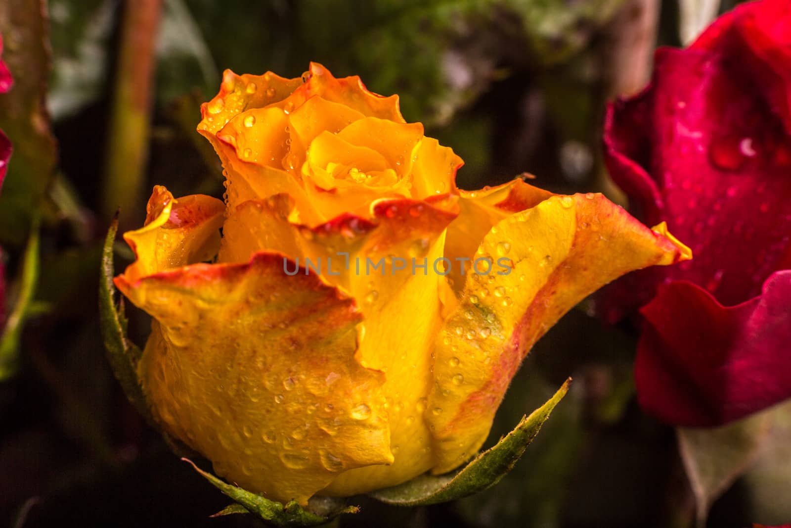 A closeup shot of a beautiful yellow and red colored rose