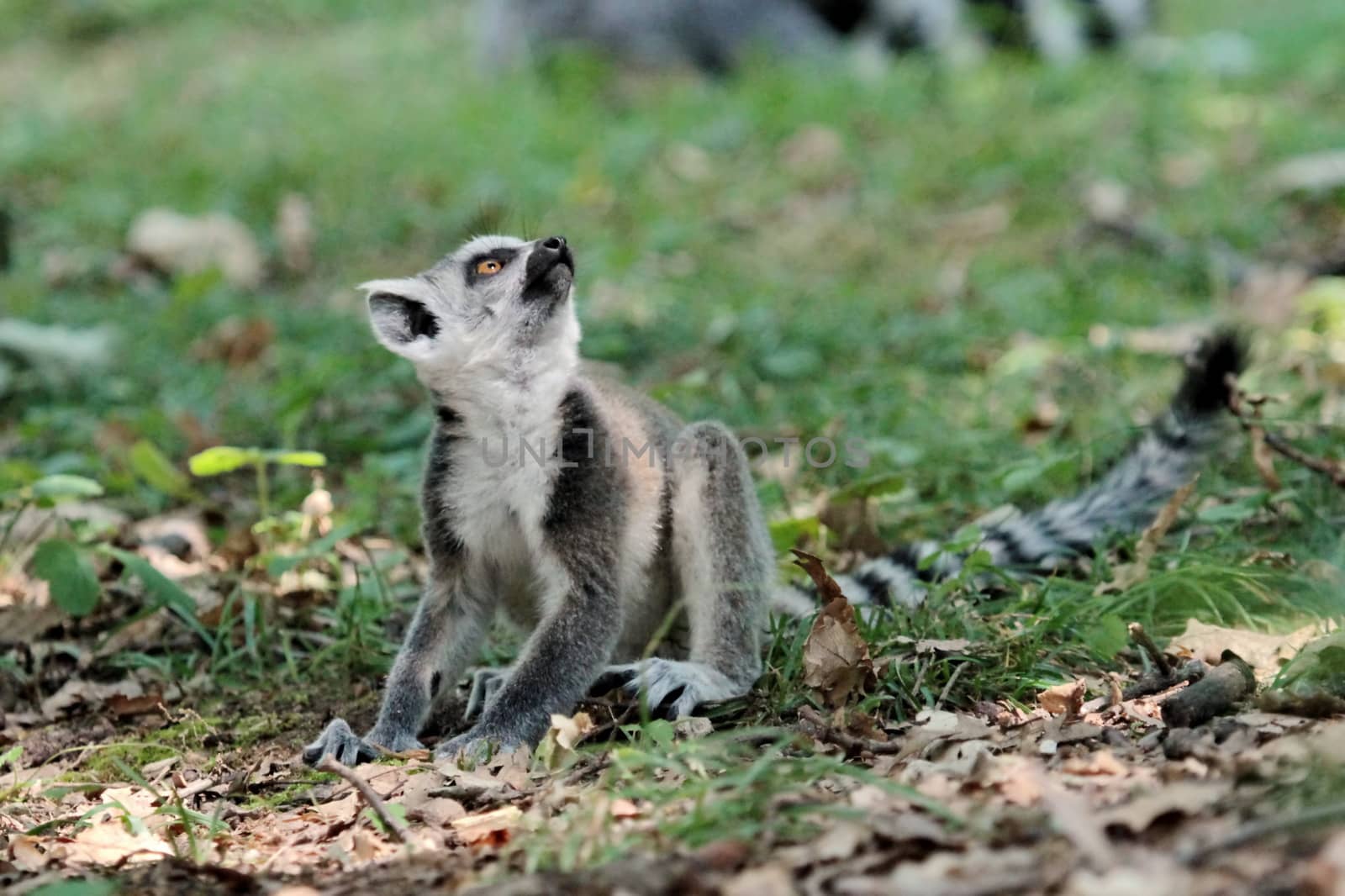 Lemur catta (maki) of Madagascar standing on the ground and looking up wondering