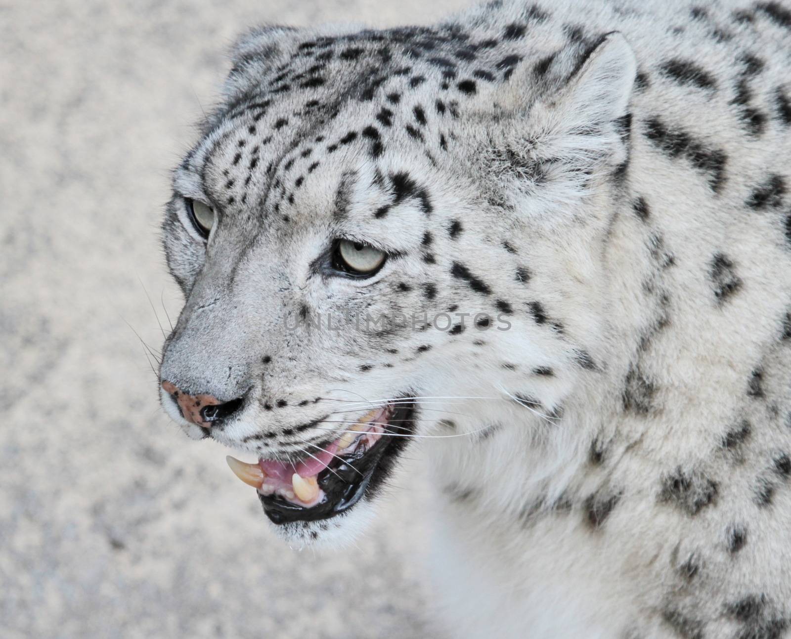Close up of beautiful snow leopard head