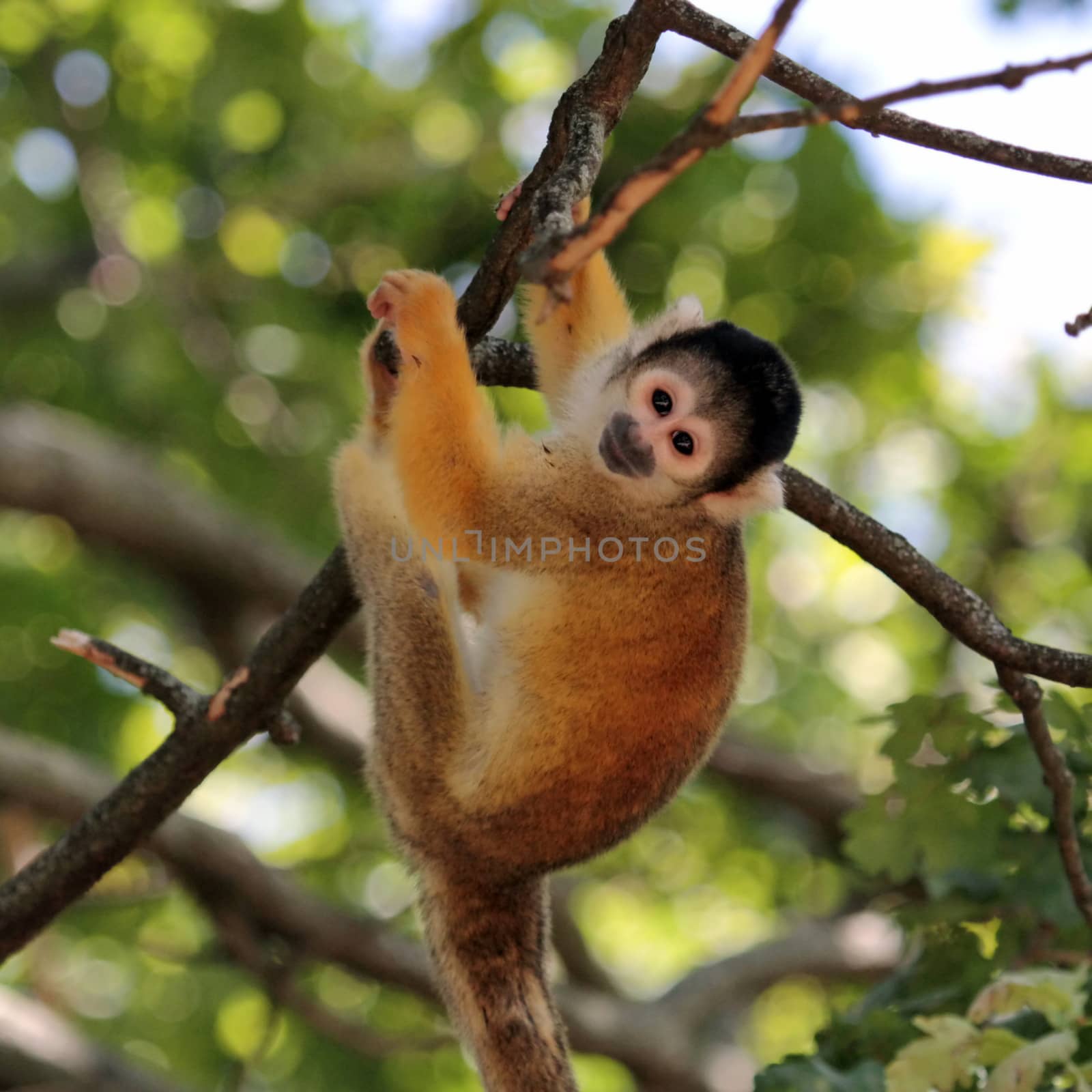 Squirrel monkey in a tree by Elenaphotos21