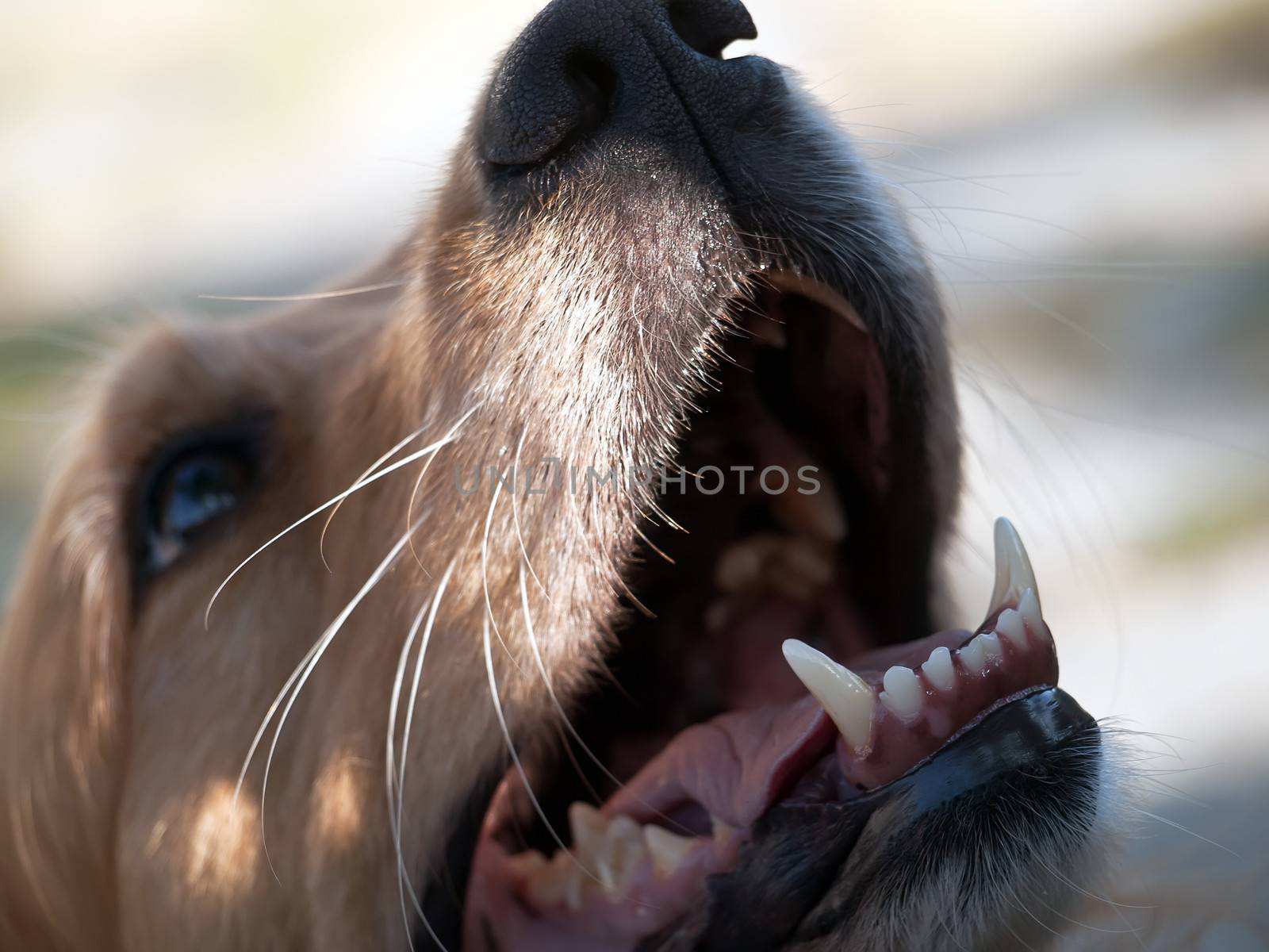 angry female golden retriever barking 