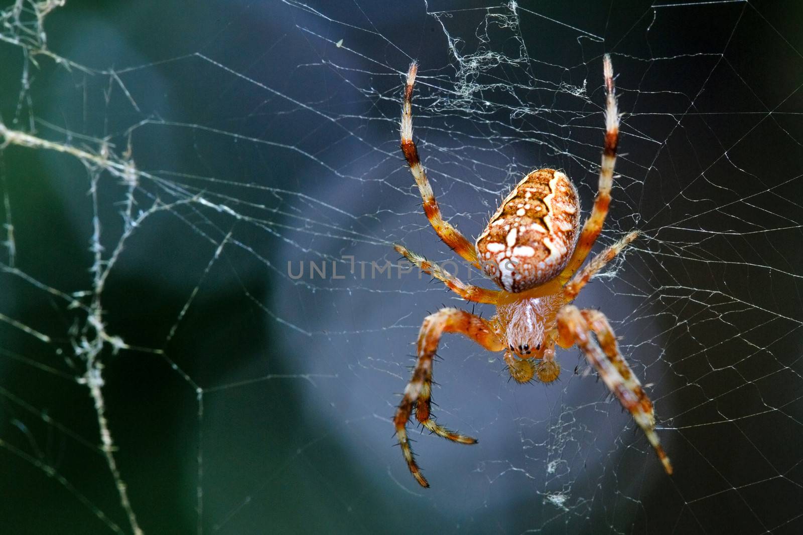 Spider is sitting on a spider web by Vagengeym