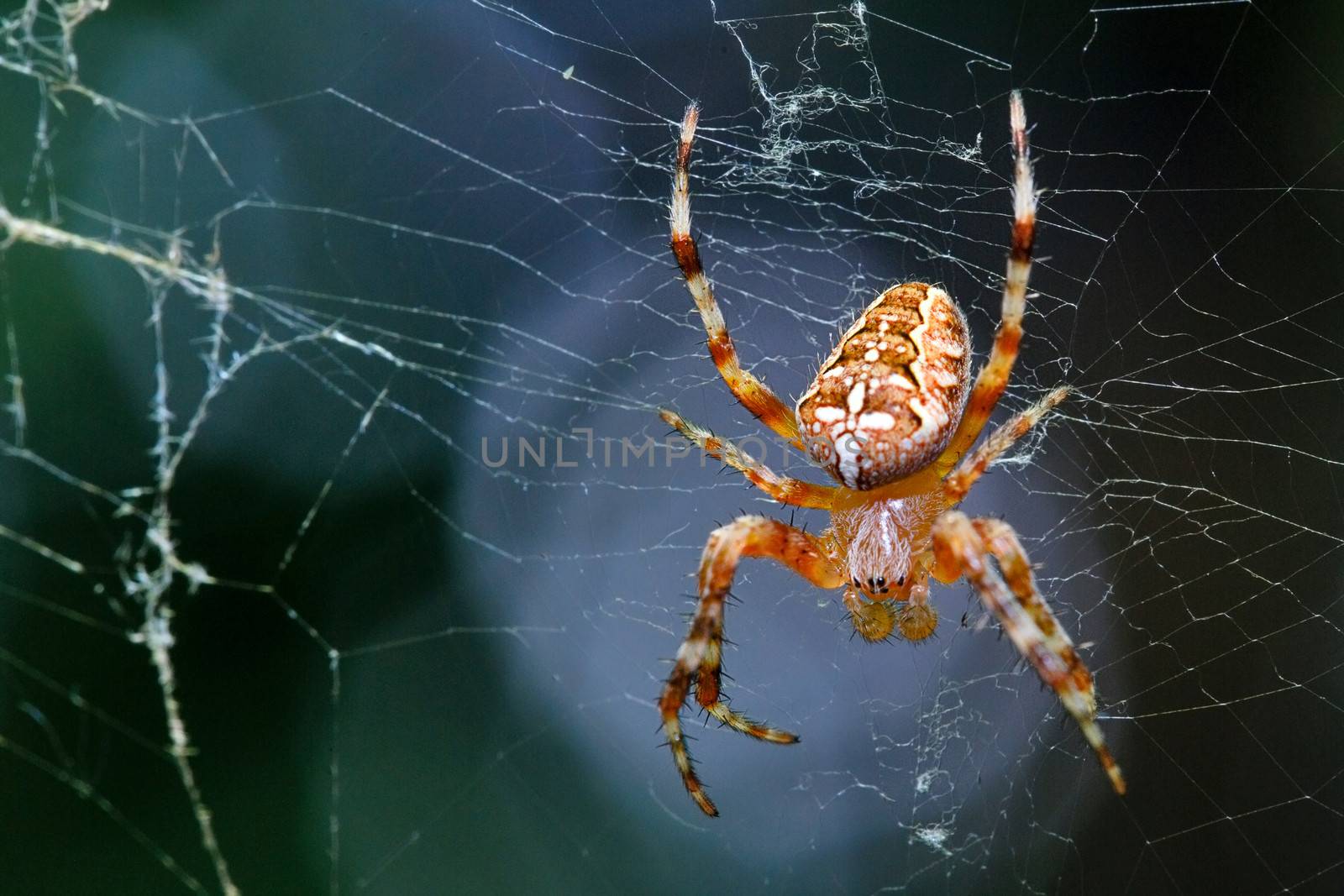 Spider sitting on web macro shot