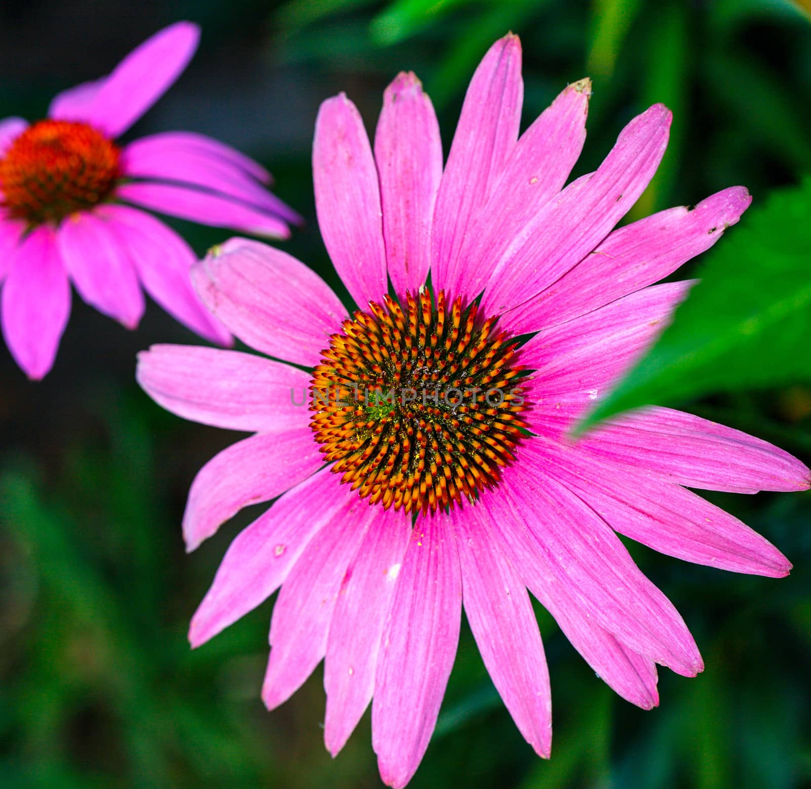 Flower in the garden close-up shot on a sunny day