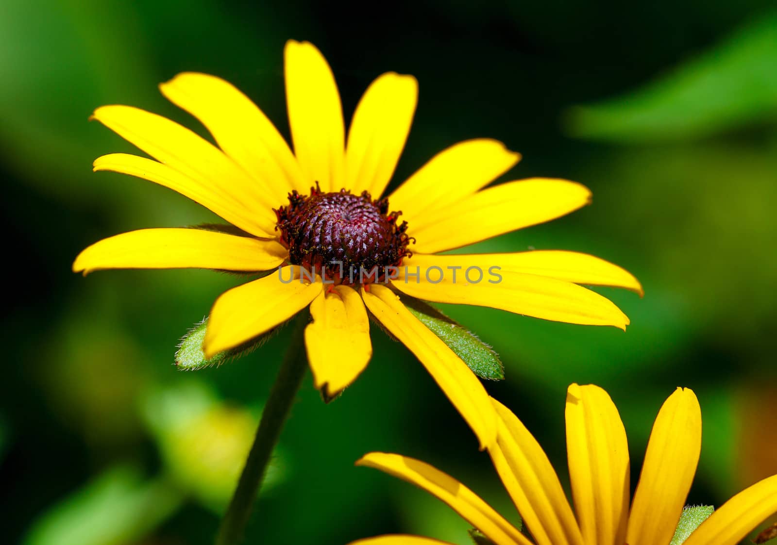 Flower in the garden close-up shot on a sunny day