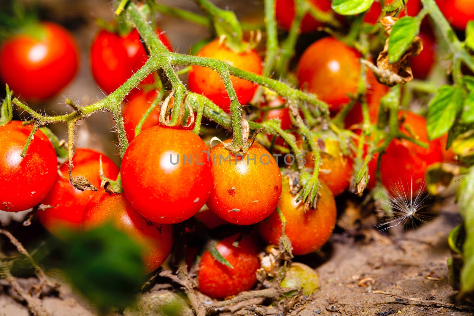 Ripe cherry tomatoes in the garden macro shot