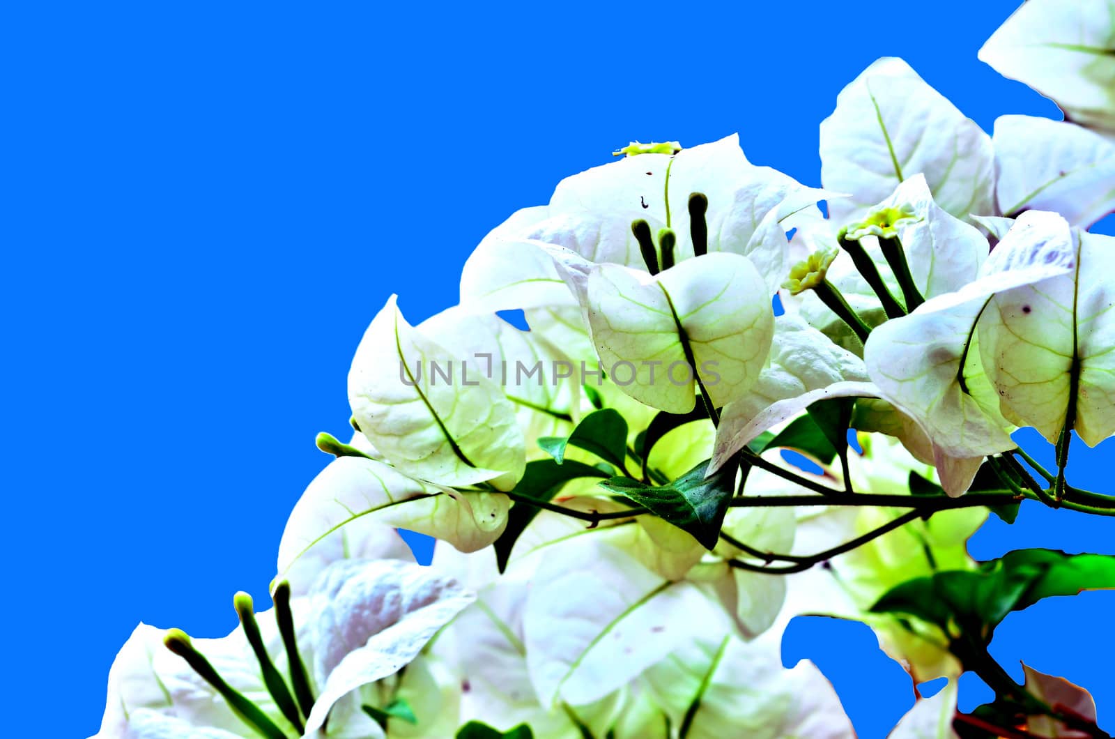 bougainvillea Flowers on a blue background