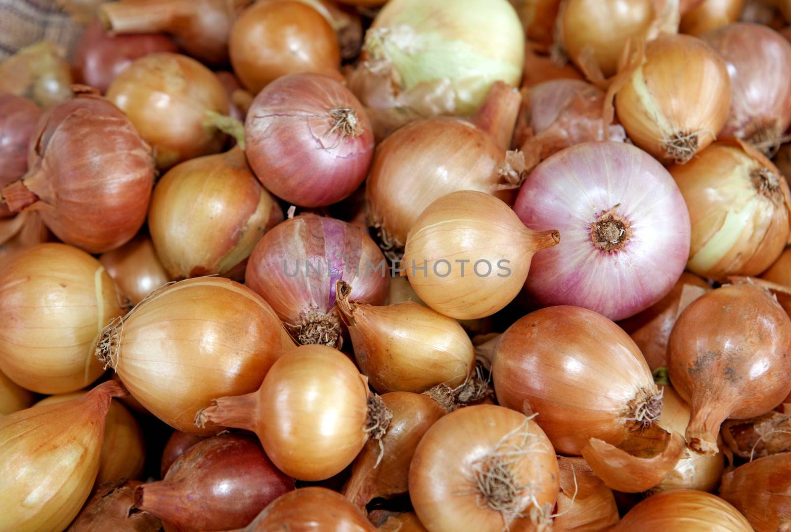 bulb onions by ssuaphoto