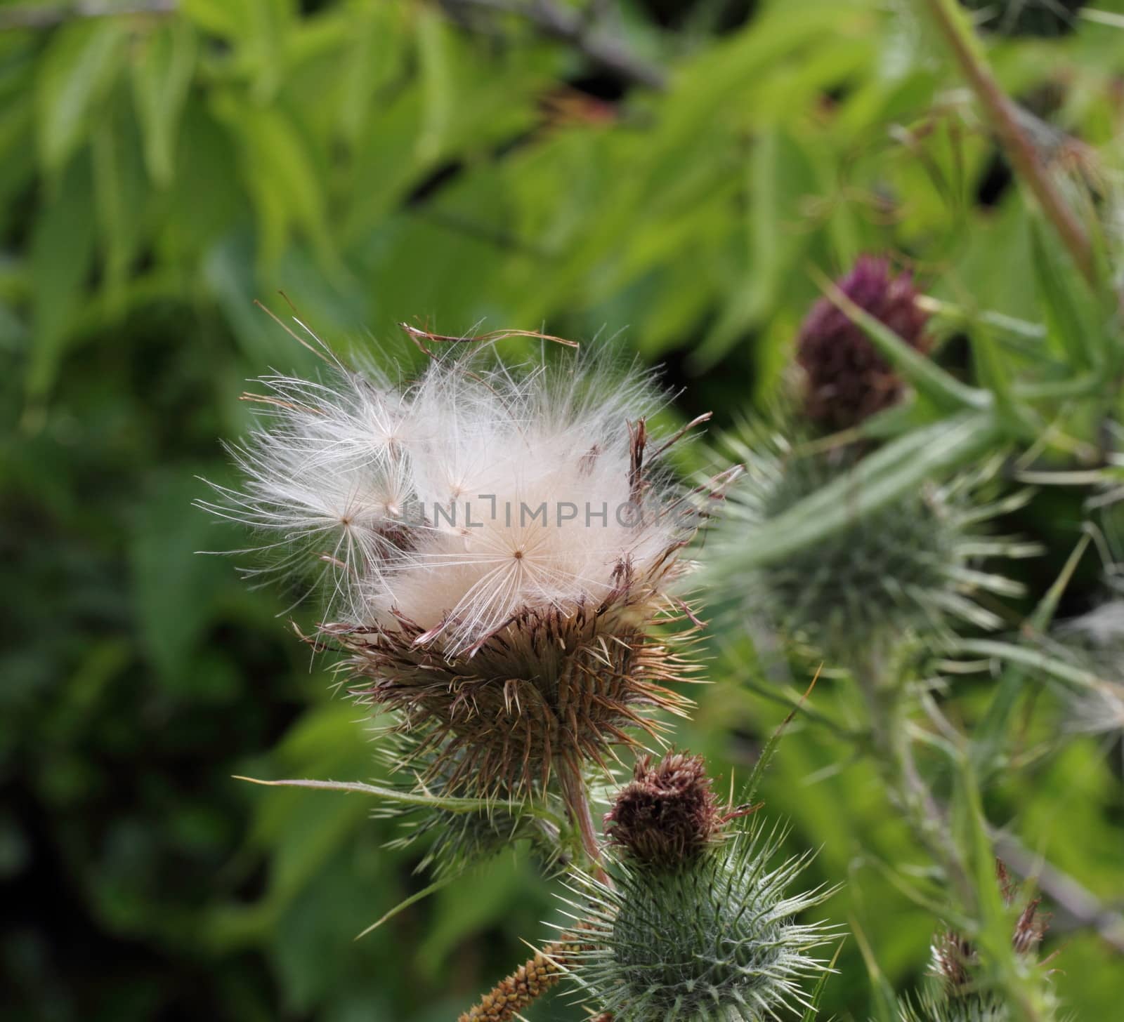 thistle seeds