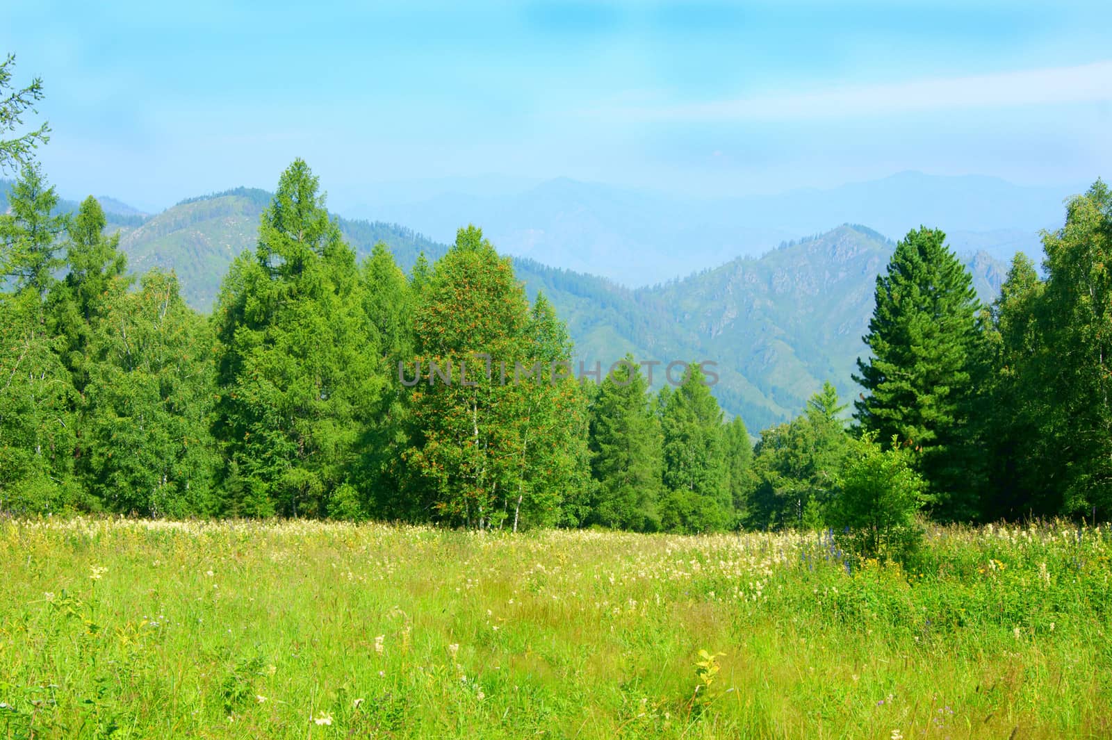 Summer in mountain by cobol1964