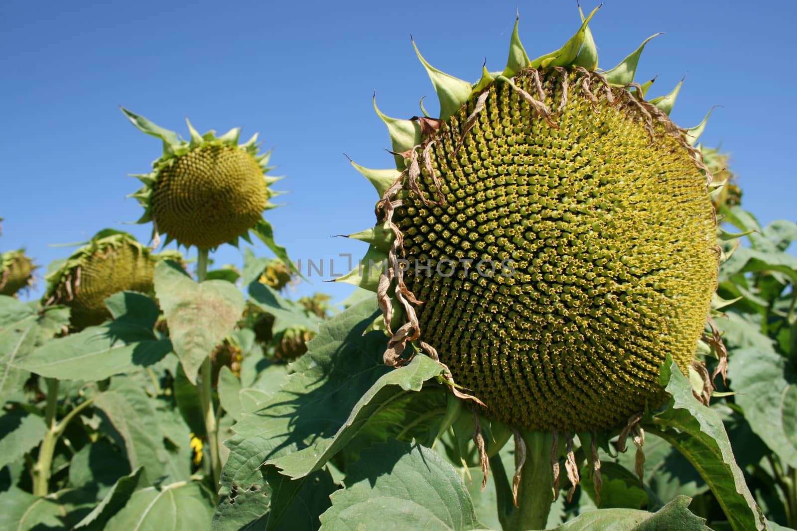 Ripe sunflower on the field