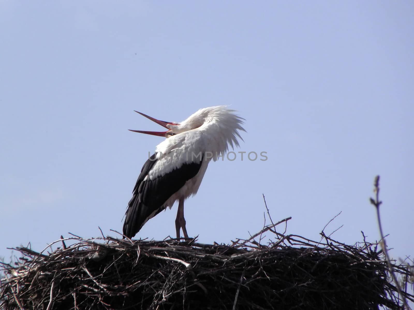 Stork bird.   stork, animal, nature, wildlife, beak,