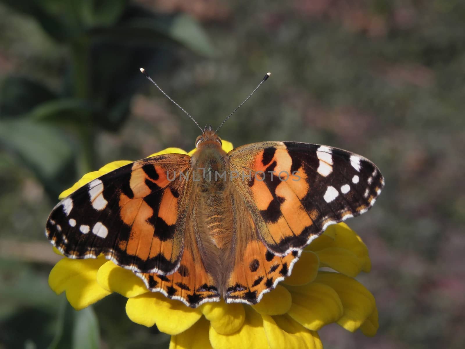 Butterfly on yellow flower.  insect, flower, summer