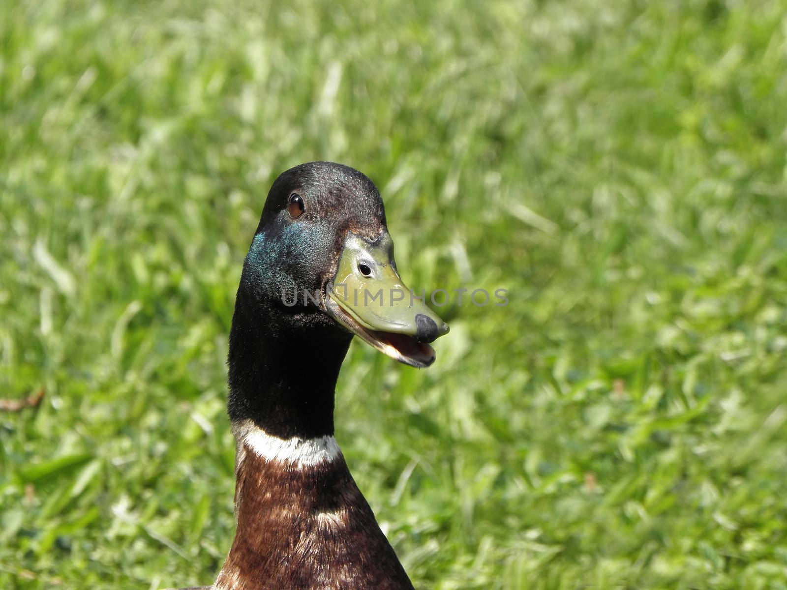 Mallard drake, duck.   mallard, wildlife, animal, nature, water,