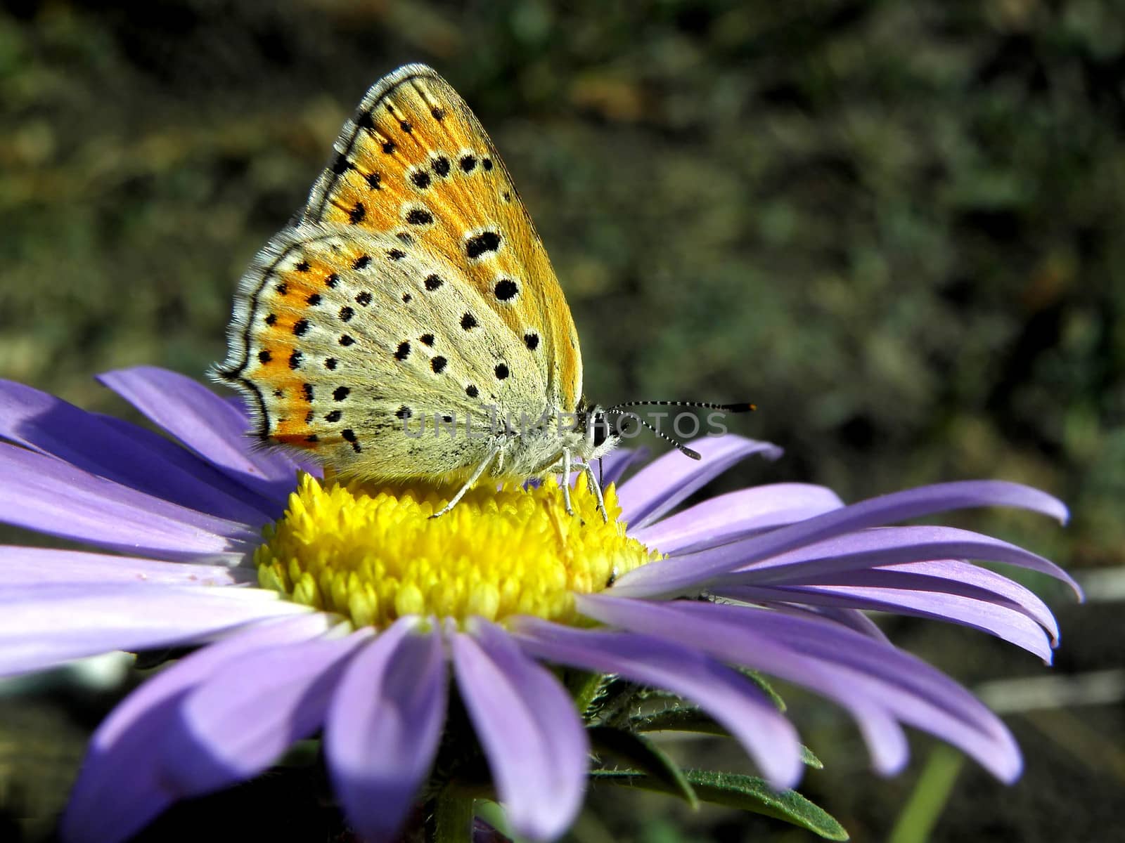 Butterfly on a aster.   summer, flower, insect, green