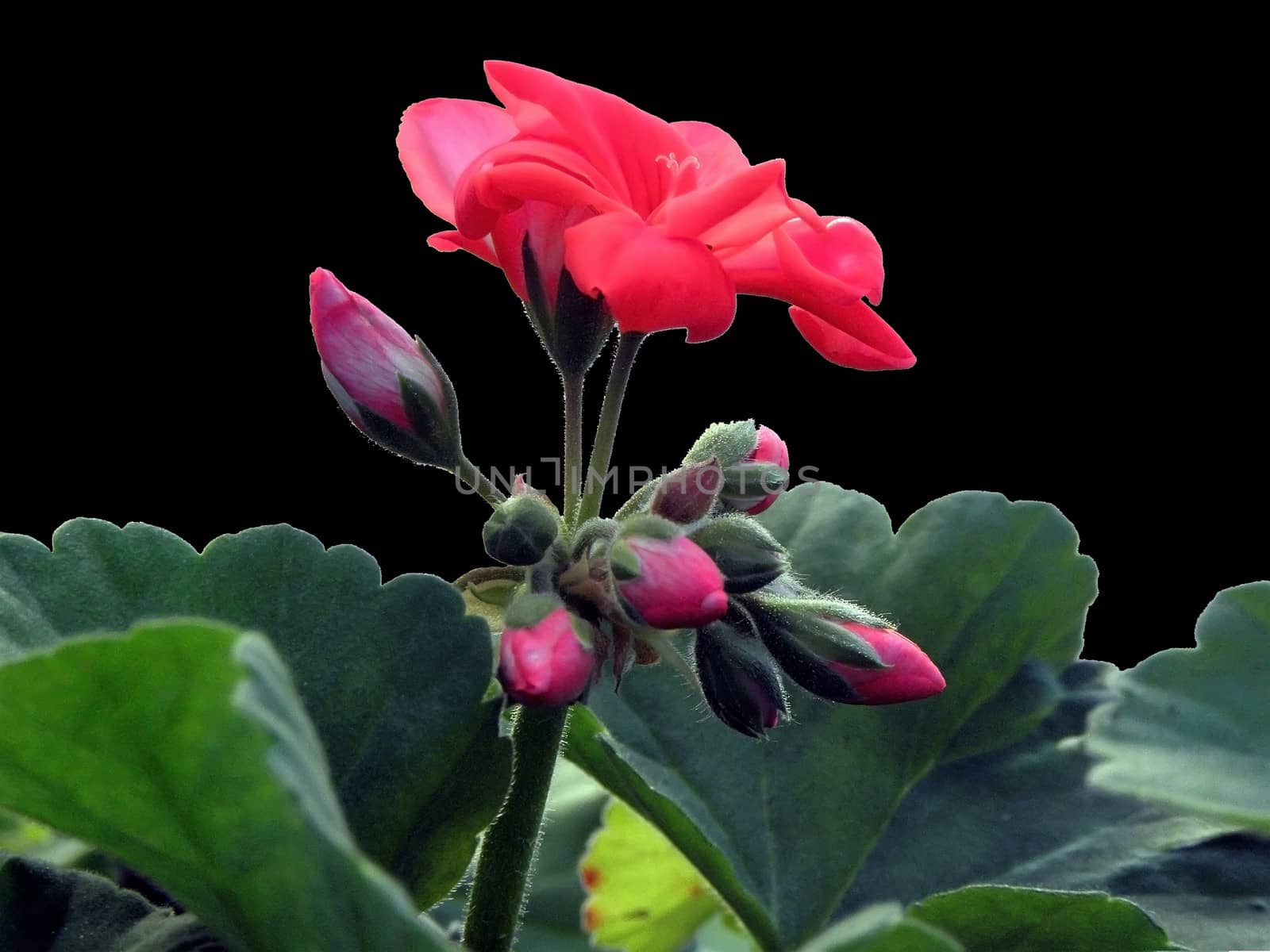 Geranium black background.  black, background, isolated, nature