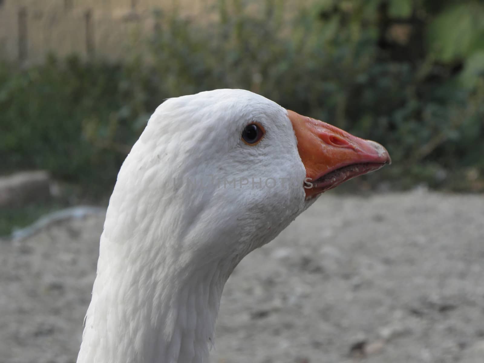 Goose portrait.  bird, goose, nature, portrait, beak,