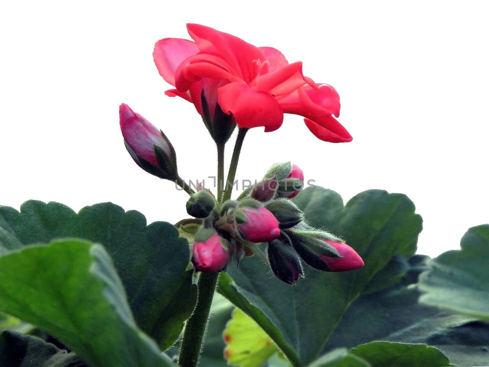 Geranium white background. by dadalia