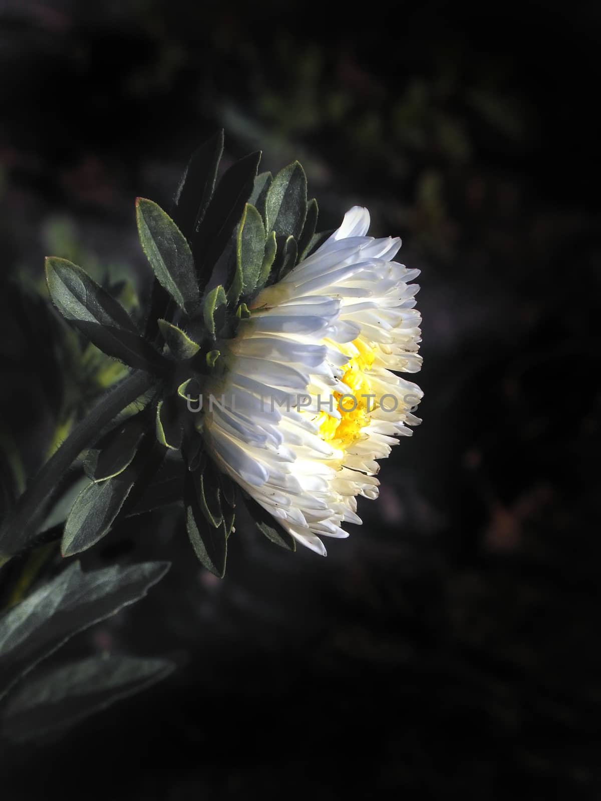 White daisy, aste, petals, botanical, green, garden,